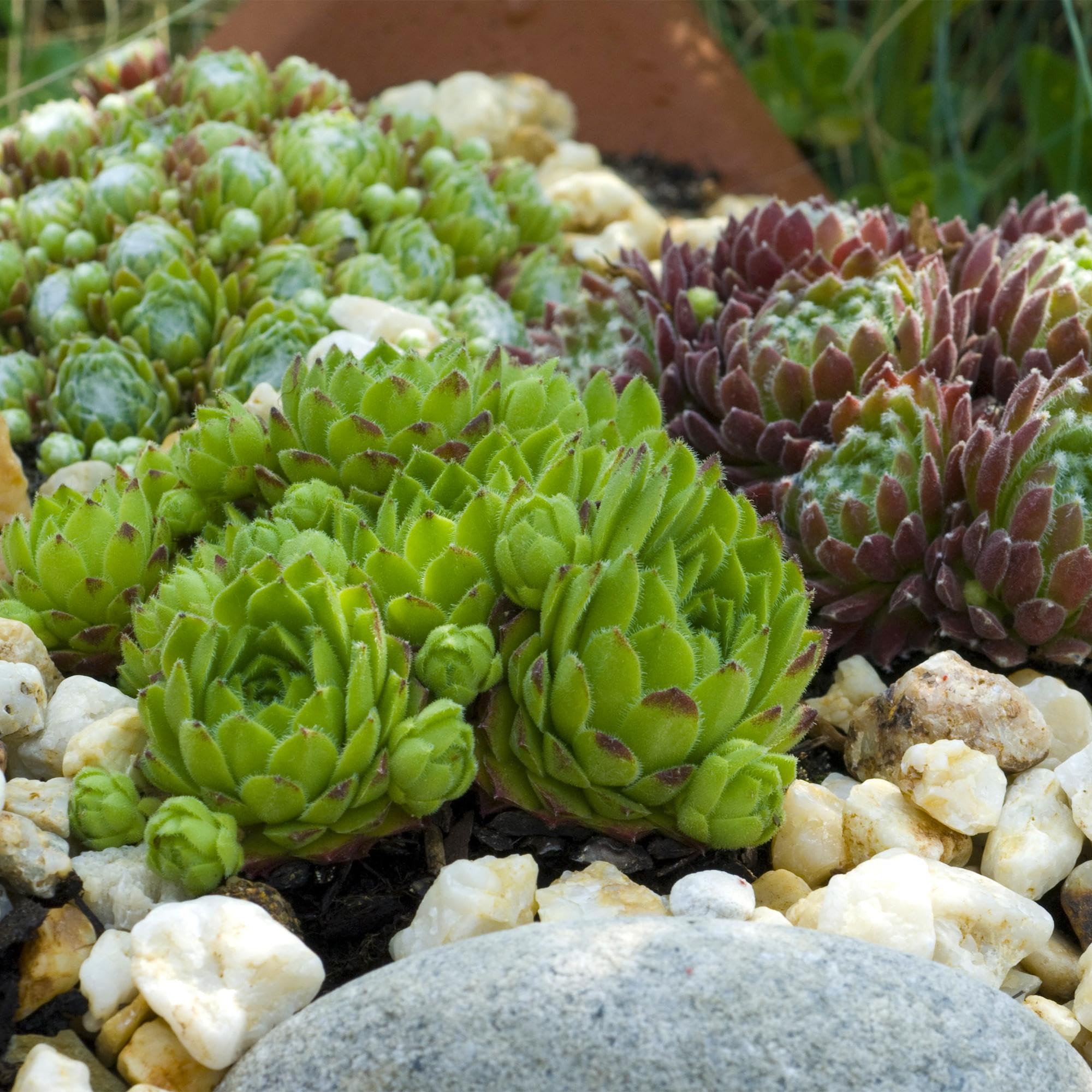 Piante Sempervivum Vive, da Giardino, Colori Assortiti, Set da 8 Vaso 14