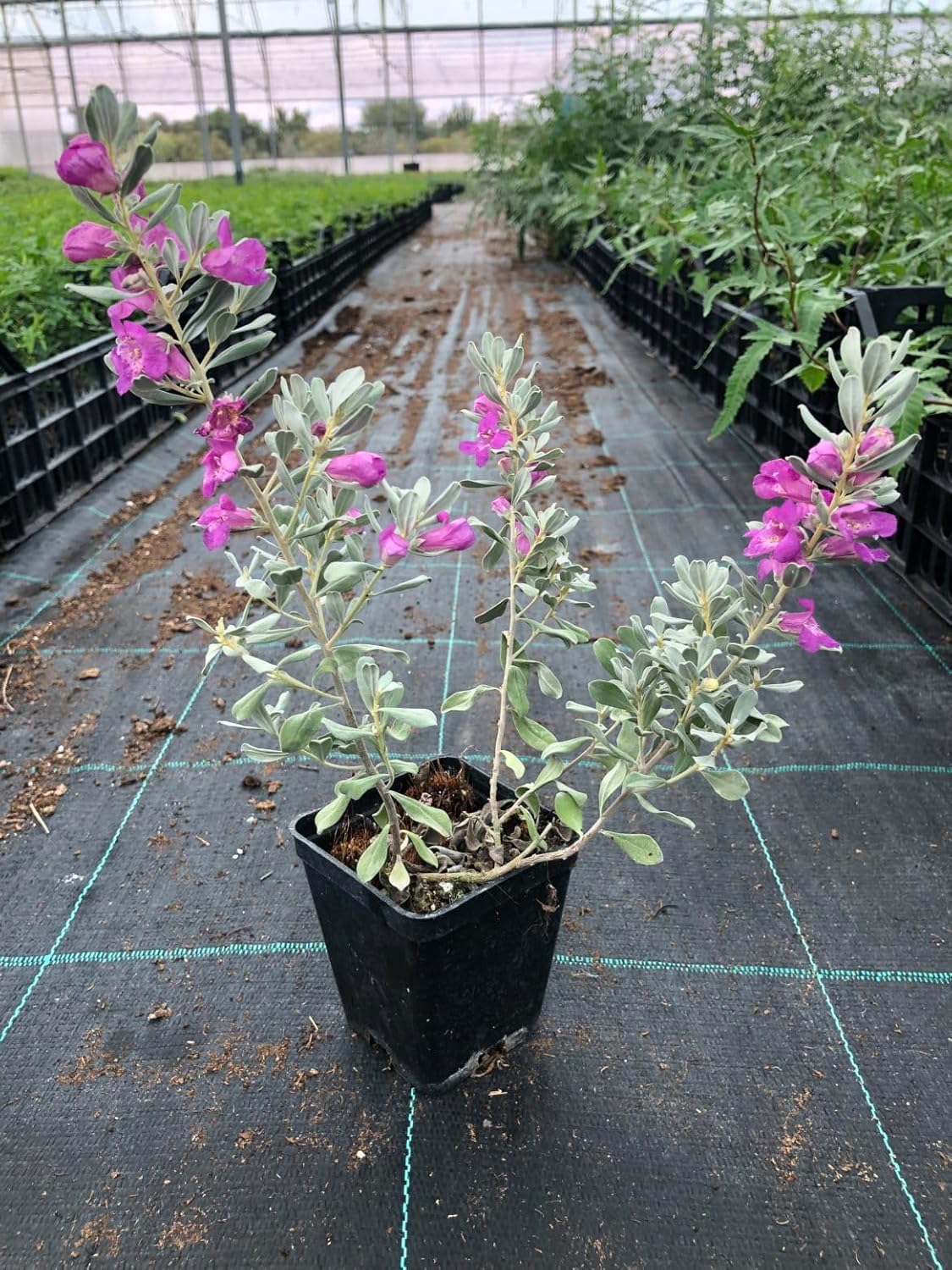 Generic Leucophyllum frutescens Purple Sage Texas Sage Texas Ranger Plant (1) (B0DFRC4ST1) Amazon Price History, Amazon Price Tracker