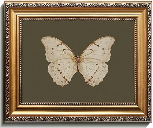 Uniro Arte de pared vintage enmarcado en oro, pinturas al óleo clásicas de mariposa, impresiones de lienzo de insectos oscuros con marco antiguo,