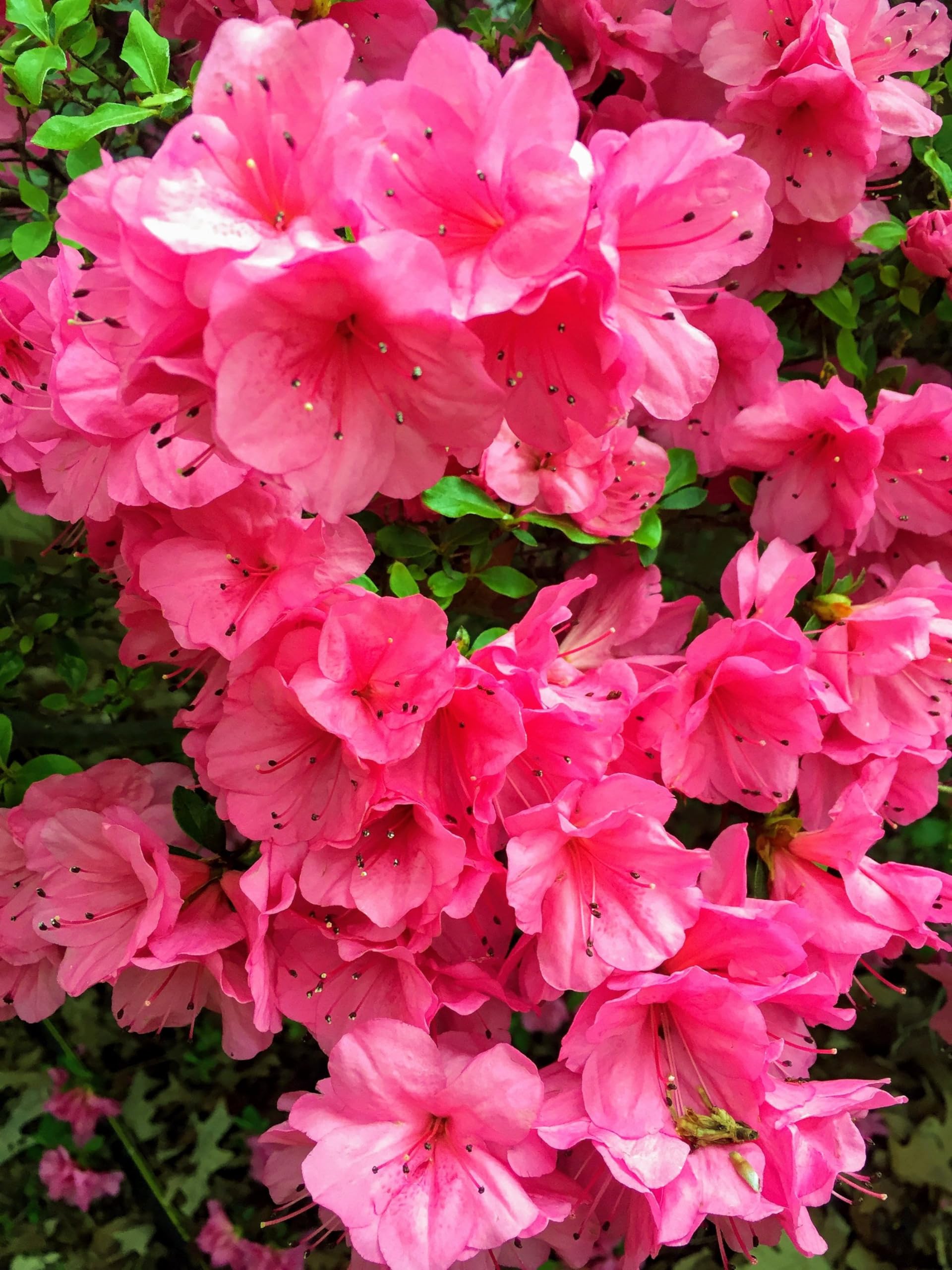 See full amazon price history chart for Beautiful Pink Azalea Flower Live Plant For Home Gardening/Shrub/Bush (Pack Of 1) Beautiful Pink Azalea Flower Live Plant For Home Gardening/Shrub/Bush (Pack Of 1) (B0CQXXQ6VT) Amazon Price History, Amazon Price Tracker