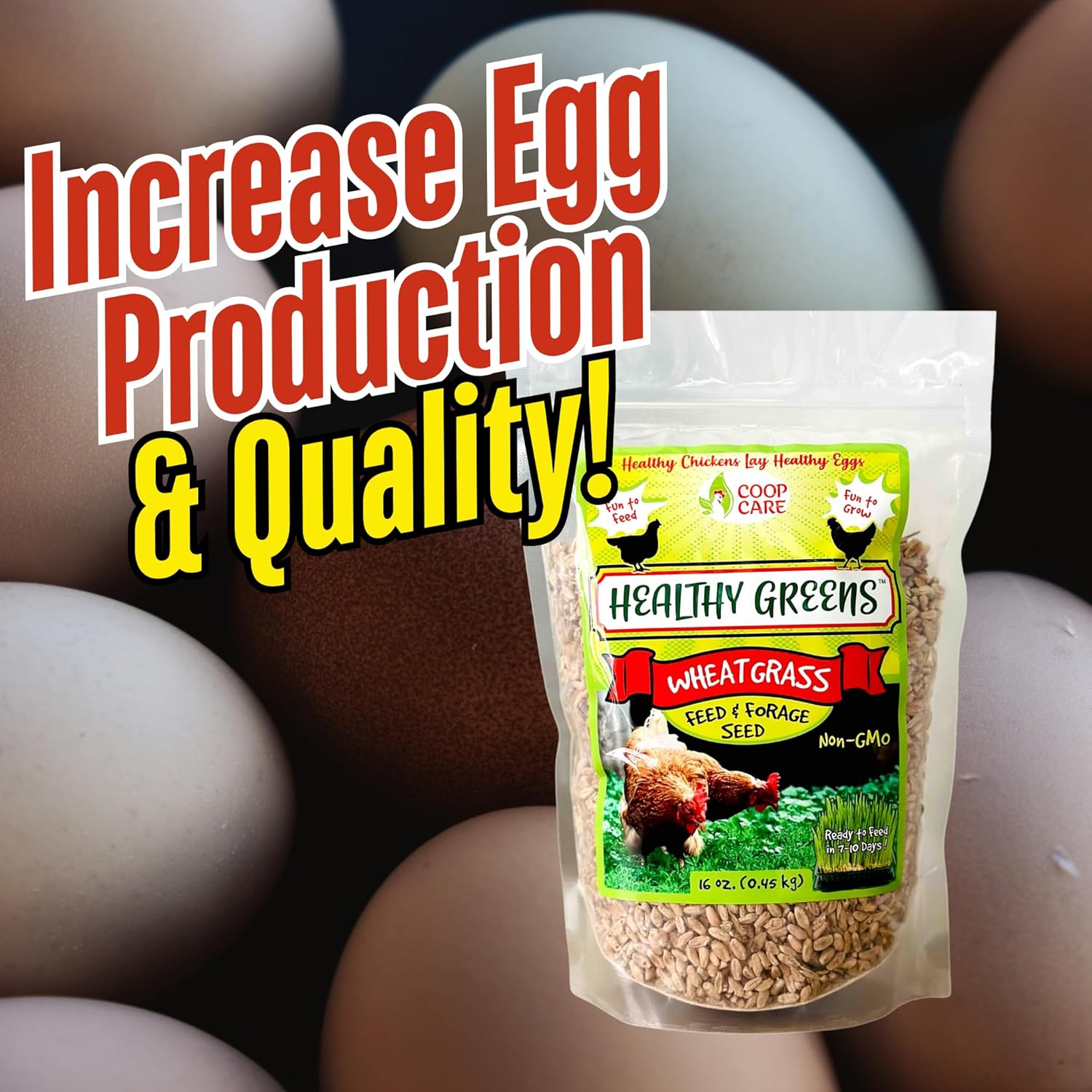 Healthy Greens Wheatgrass Scratch Feed & Fodder Seed, 1lb Bag. Premium Wheat Berries, Non-GMO Wheatgrass for Backyard Chickens, Plant Indoors/Outdoors. Also Ideal for Cats, Dogs w/Chick Fresh (5 Bags)