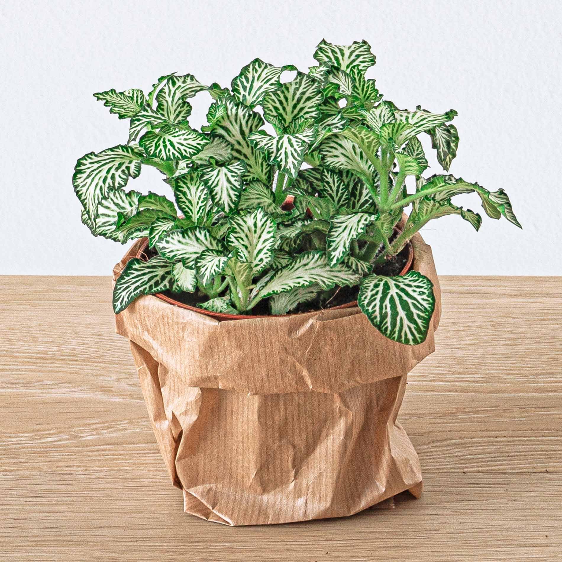 Planten Terrarium Paket – 5 Terrarium Pflanzen, Nachfüll- & Startset für DIY Terrarium, Mini Ökosystem
