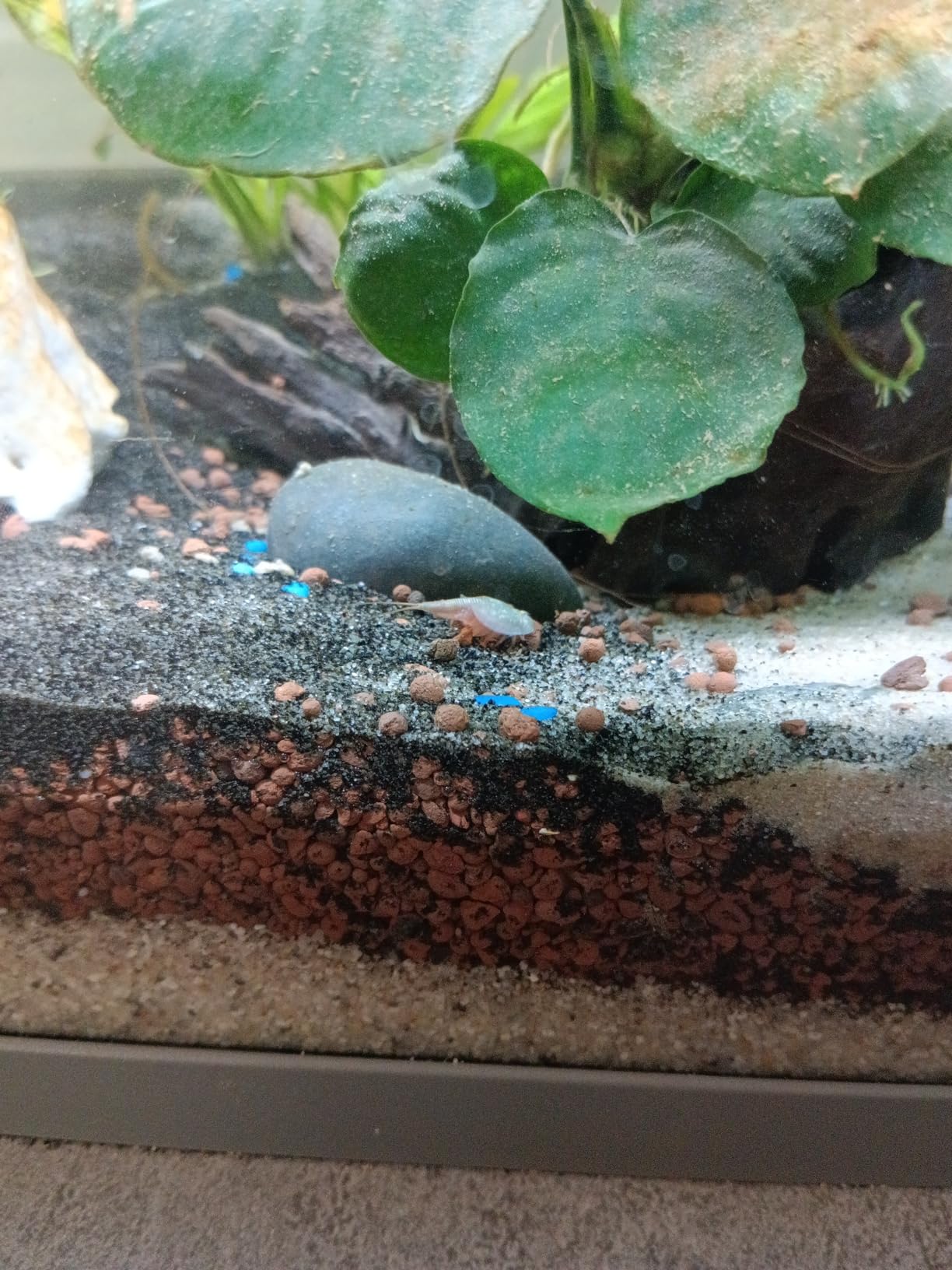 Triops Einsteiger Set Mit 50 Eiern - Urzeitkrebse Aufzucht Komplettset