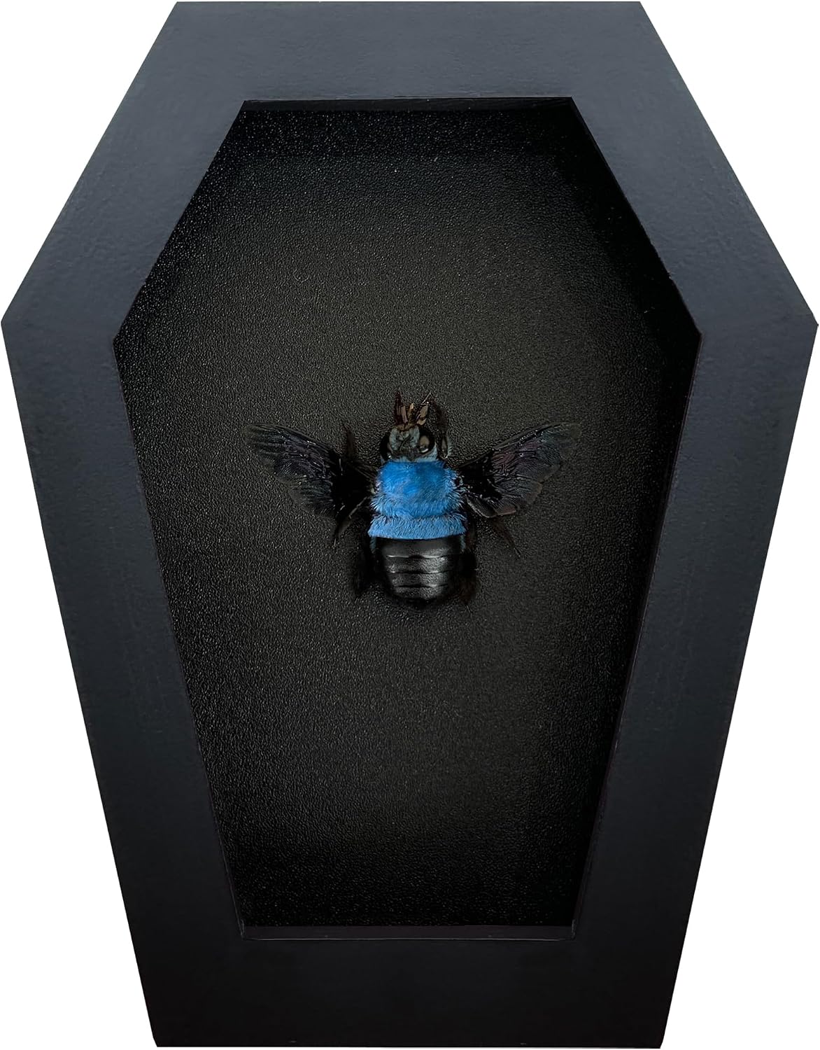 Real Blue Bee Coffin Frame Preserved Insect Gothic Taxidermy CF12-61-DE