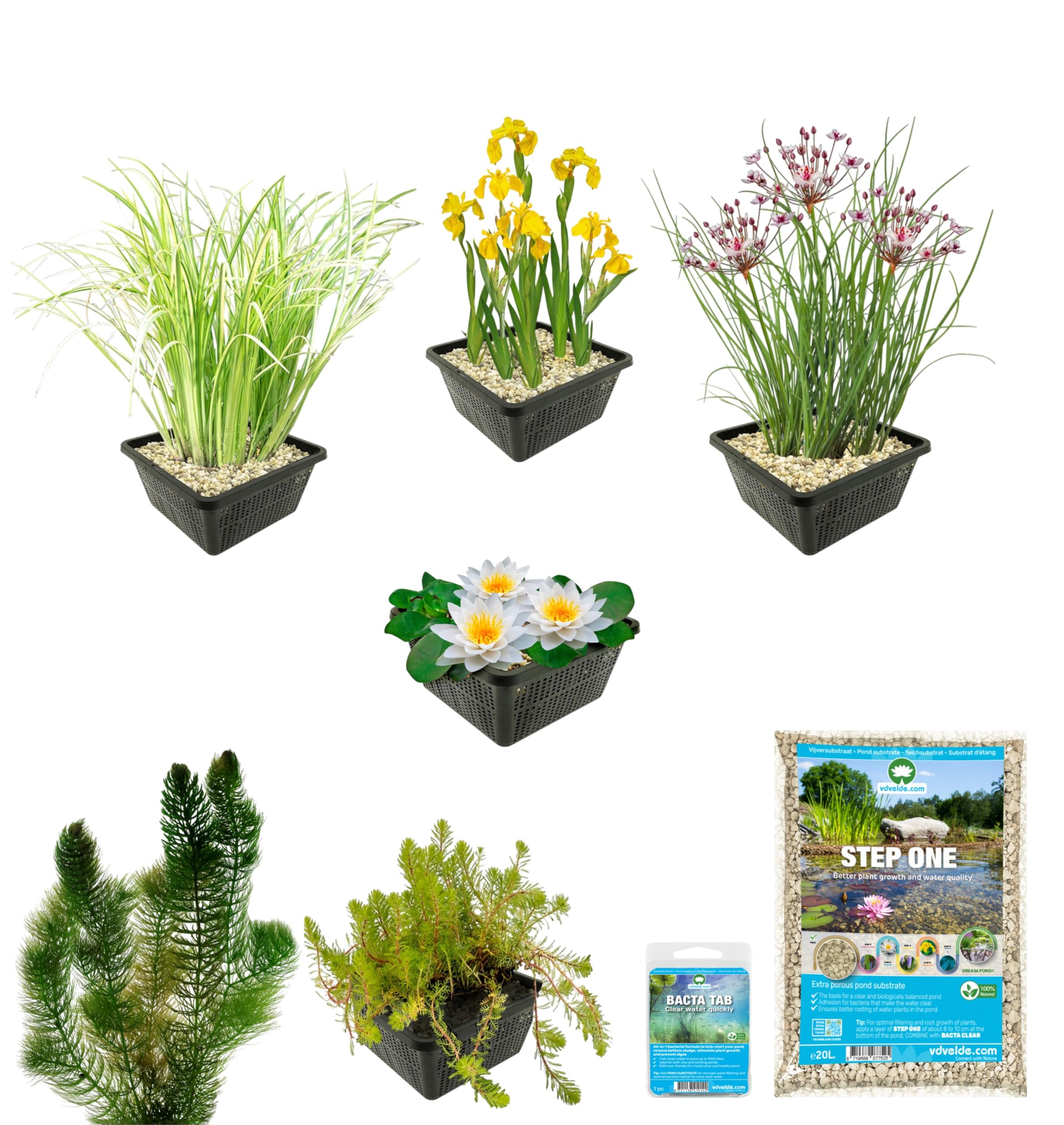 vdvelde․com - Kit laghetto 100-400 litri, 22 piante rustiche | Ossigenanti e specie di riva per acqua limpida, profondita da 1 a 100 cm, cestini e substrato inclusi