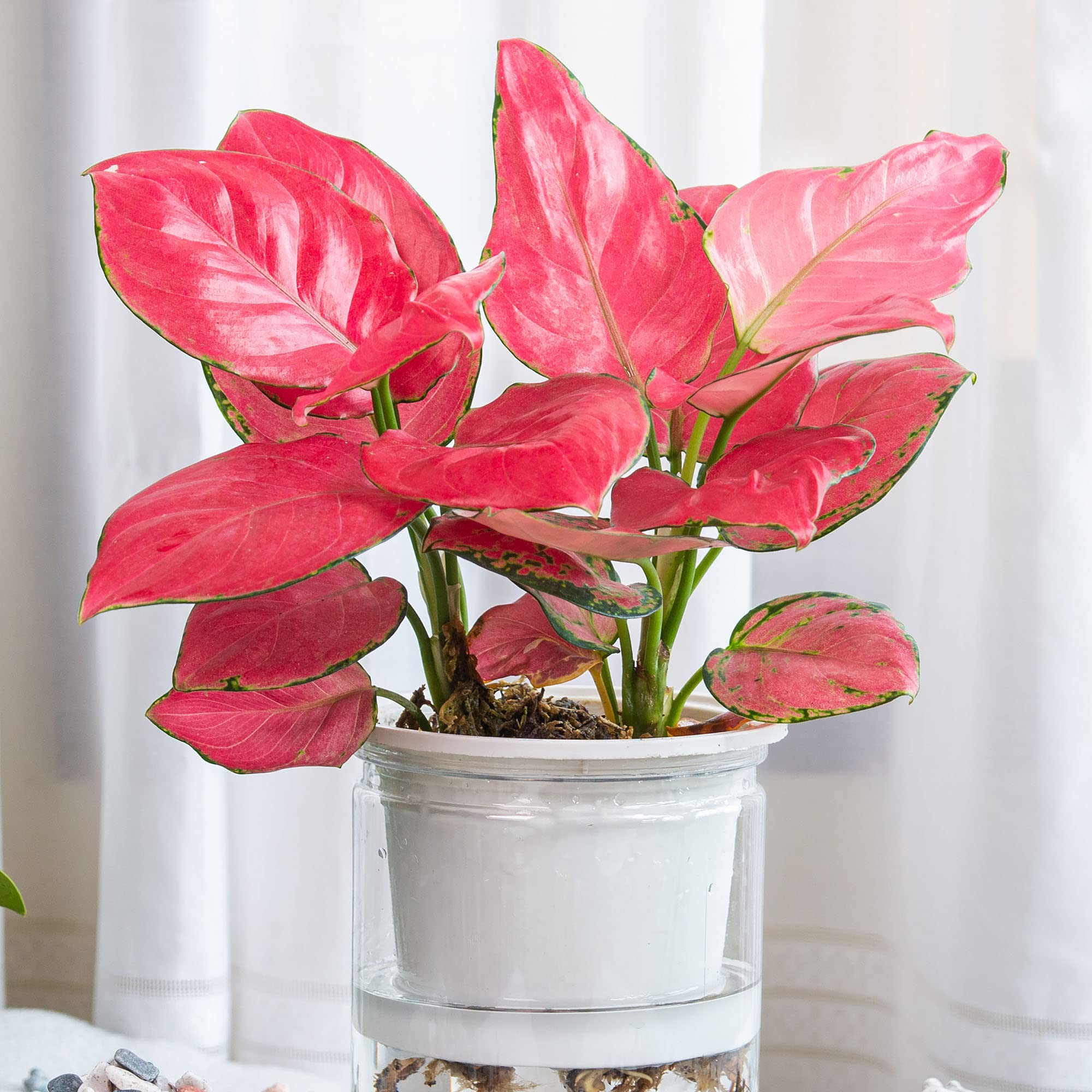 Aglaonema Red Zirkon Rare Plante d'Intérieur Dragon Feuillage Exotique Rose Vibrant