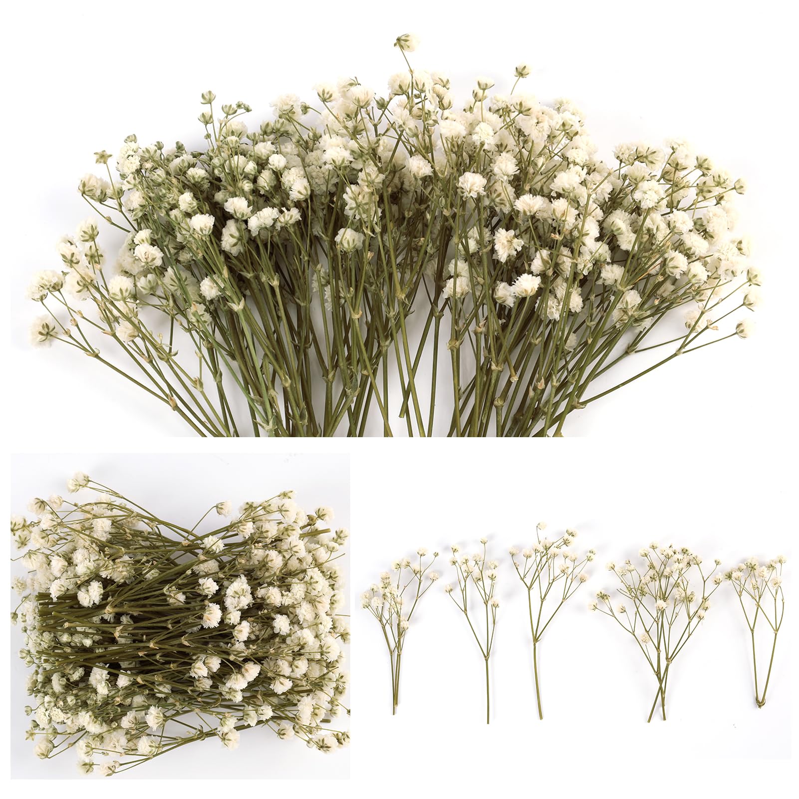 50PCS de Flores Secas Prensadas de Gypsophila Blanca Natural, Flores secas Naturales, Mini Aliento de Bebé pour Decoración de Joyería, Manualidades, Resina, Tarjetas de Bodas, Elegancia Duradera