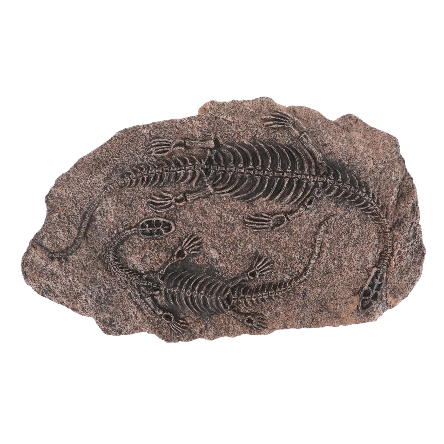 Ciieeo Dinosaur Skull Ornament Resin Paleontology Adornment Dinosaur Dig Kit for Boys and Girls Teaching Props