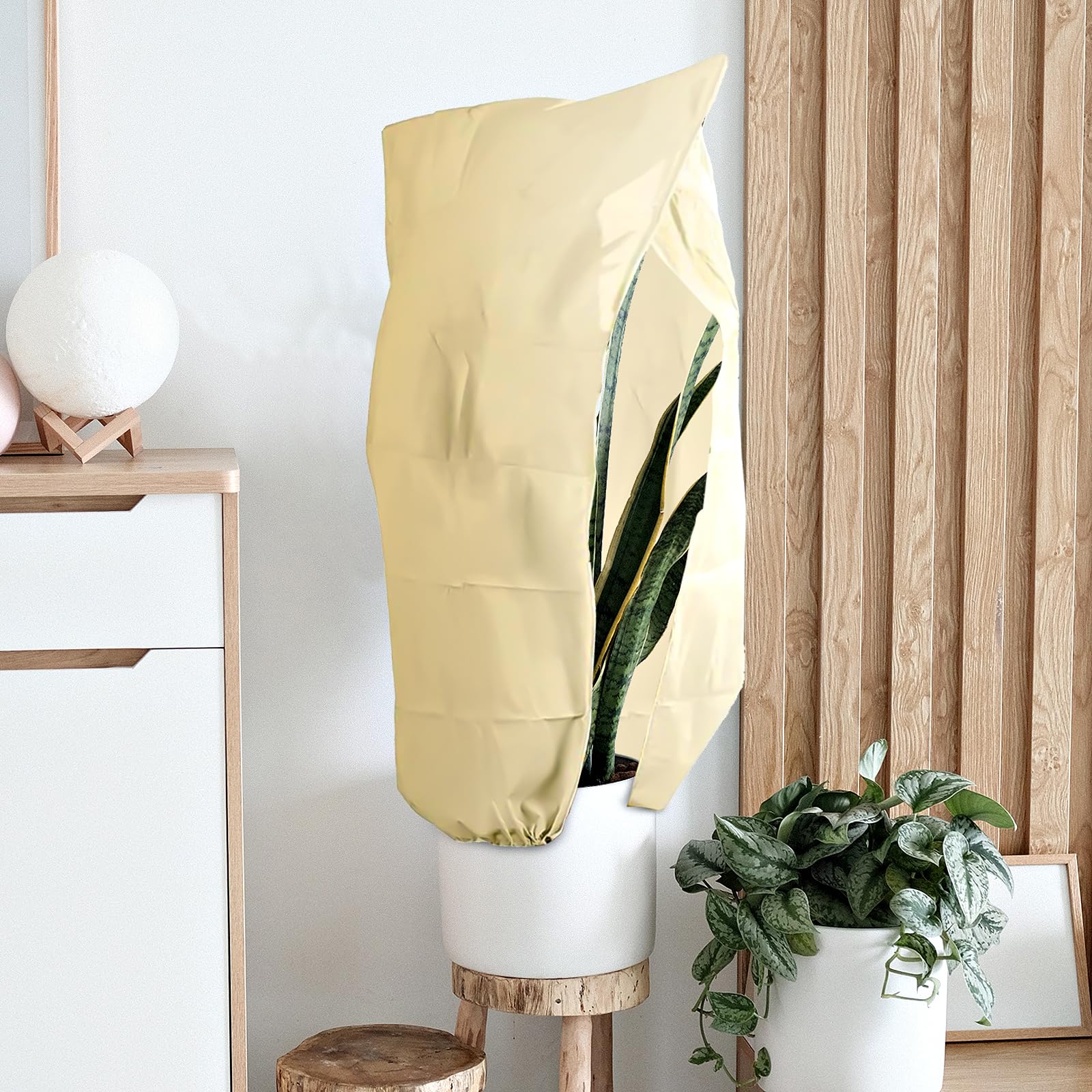 rhododendron 2 meter Premier Plant Solutions 11931 Rhododendron Nova Zembla, 3 Gallon