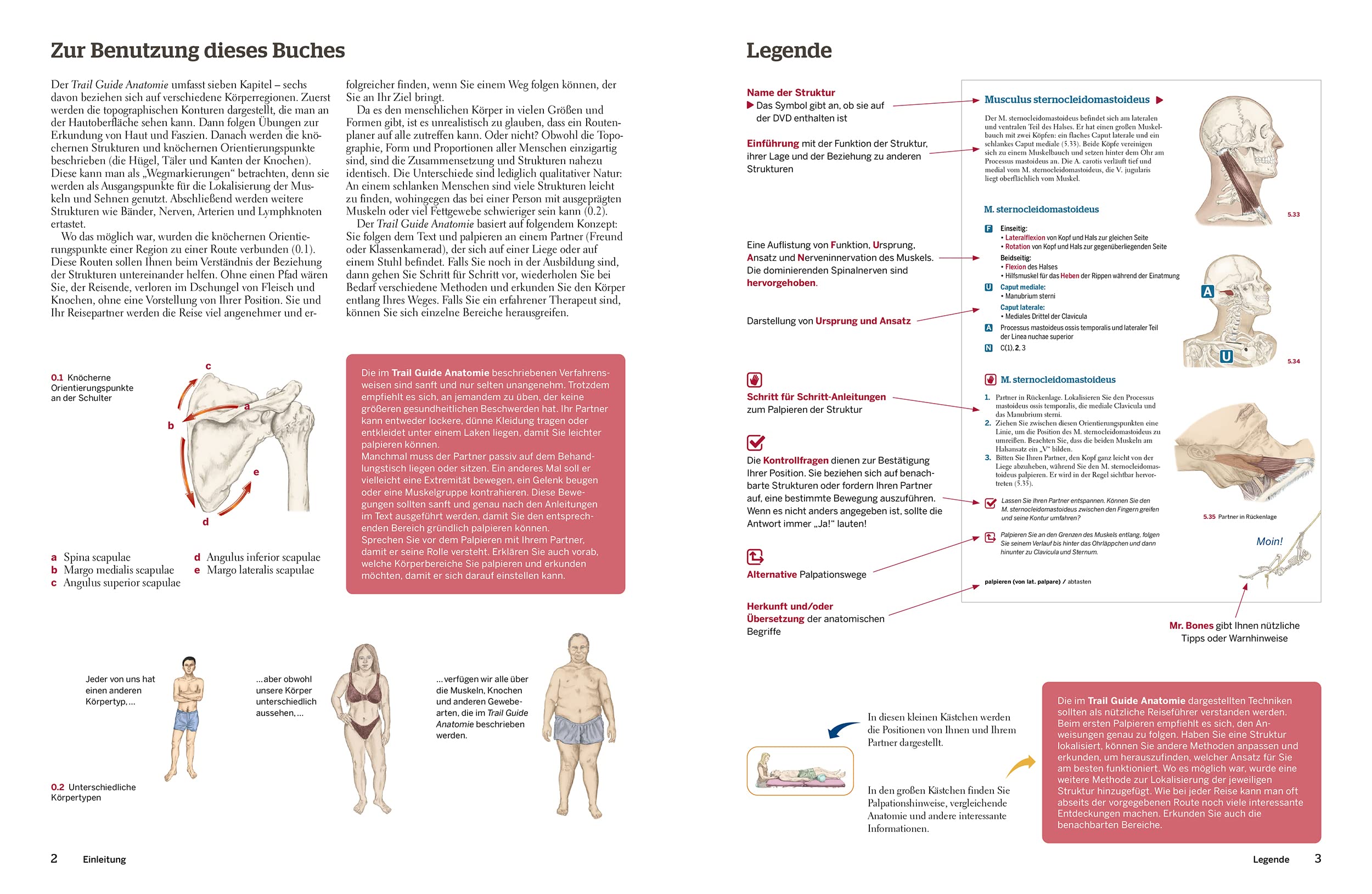 Trail Guide Anatomie: Anatomie praktisch begreifen (mit DVD)