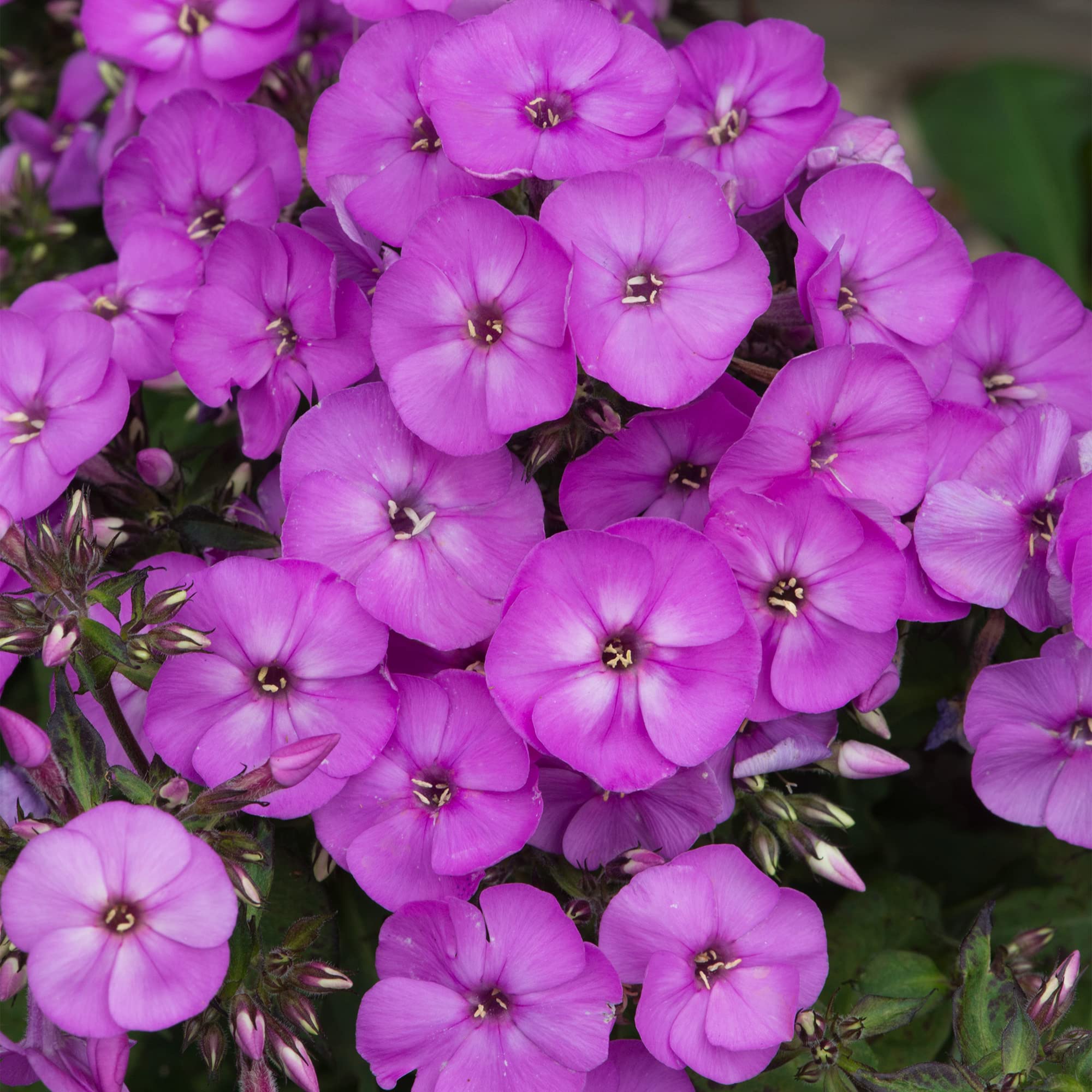 Phlox Ka-Pow Lavender - Garden Phlox | Deciduous Outdoor Perennial Garden Flower (20-30cm Incl. Pot)