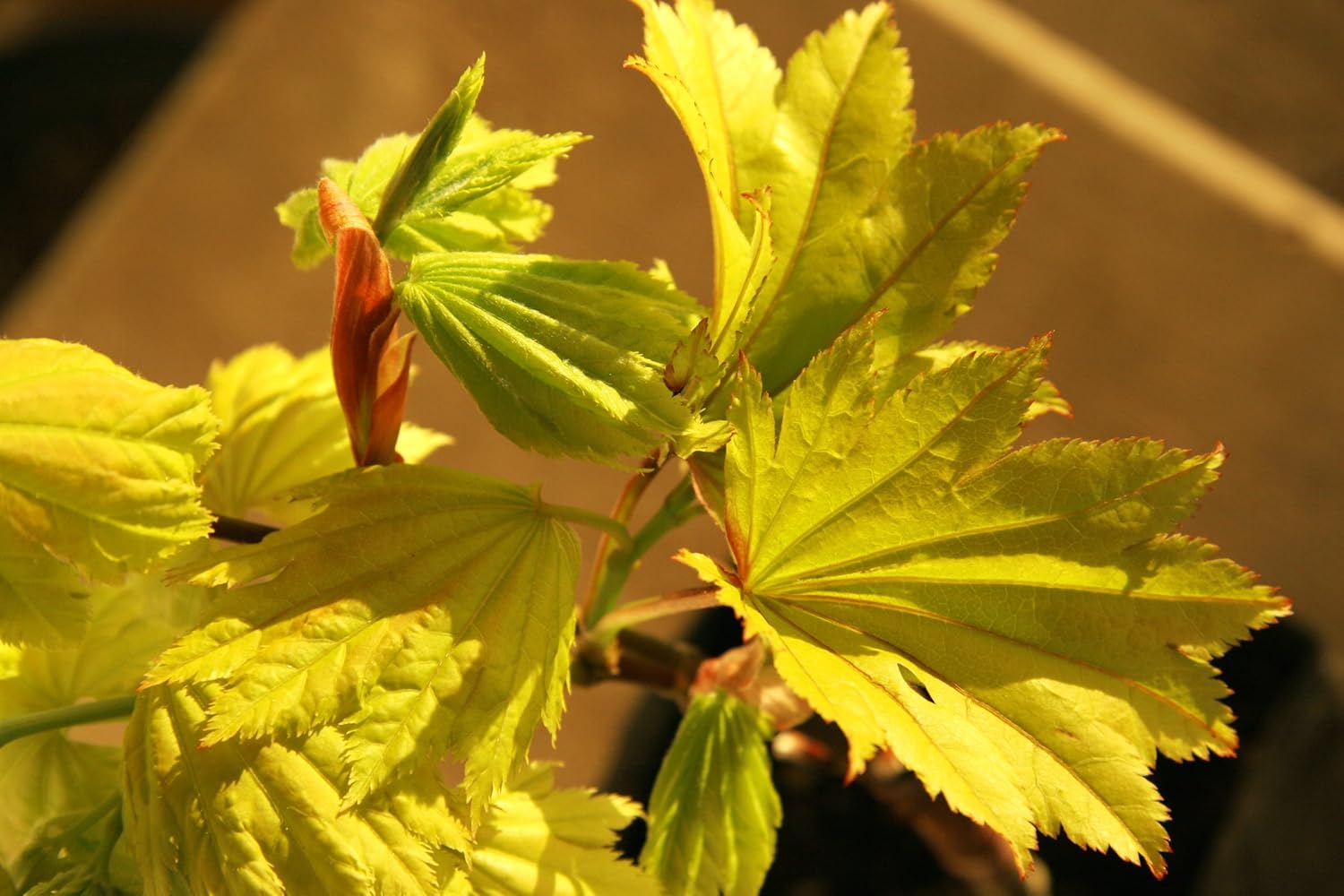 Aureum Golden Full Moon Japanese Maple 2 - Year Live Plant