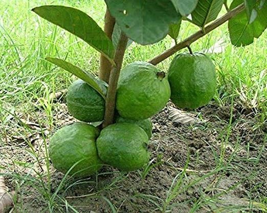 AADITRI'S PLANT HOUSE Live Guava/Amrood Fruit Plant (1-2 fit) Hybrid 1 Plant in Grow Bag