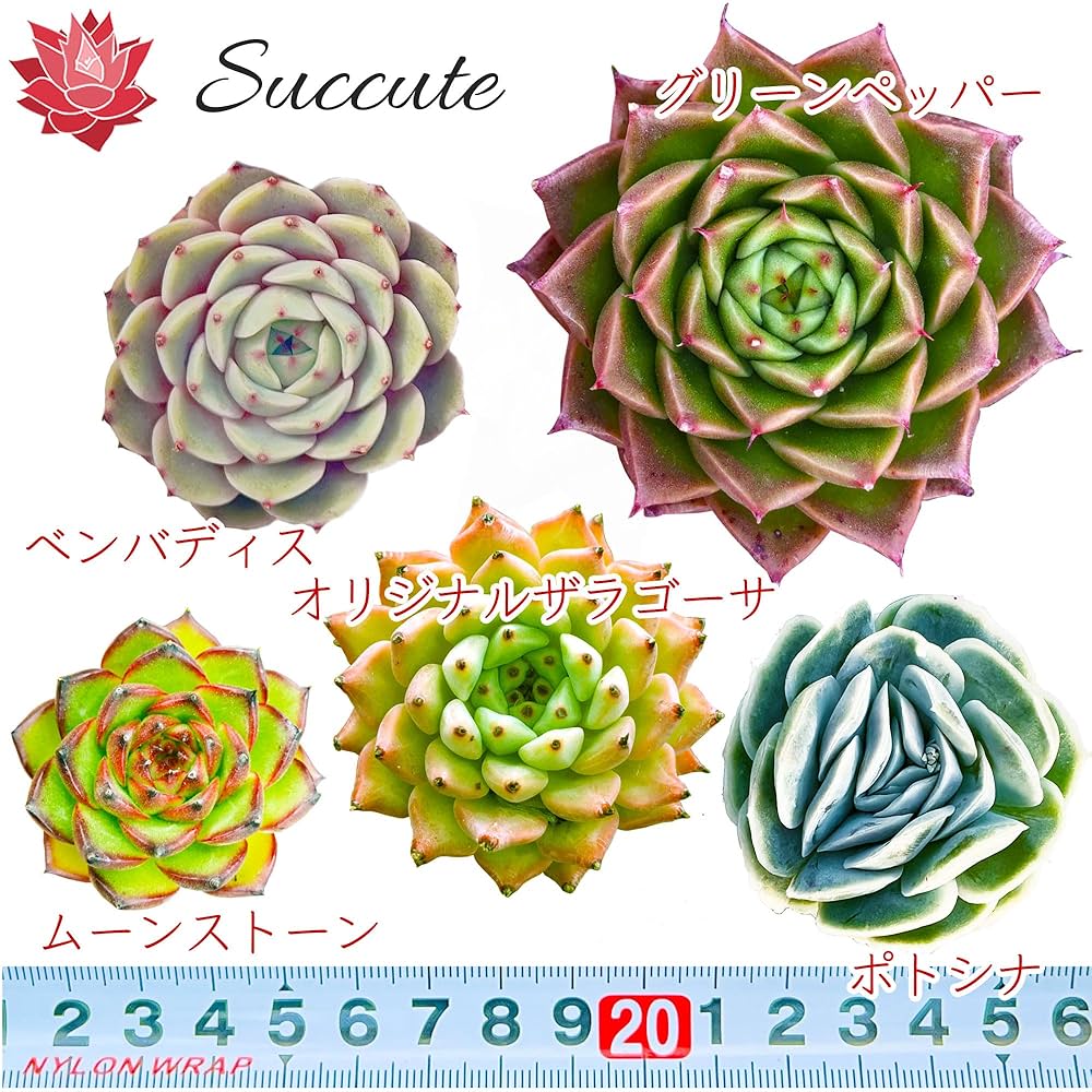 Amazon.co.jp: 【Succute】エケベリア 韓国苗（発根済み抜き苗