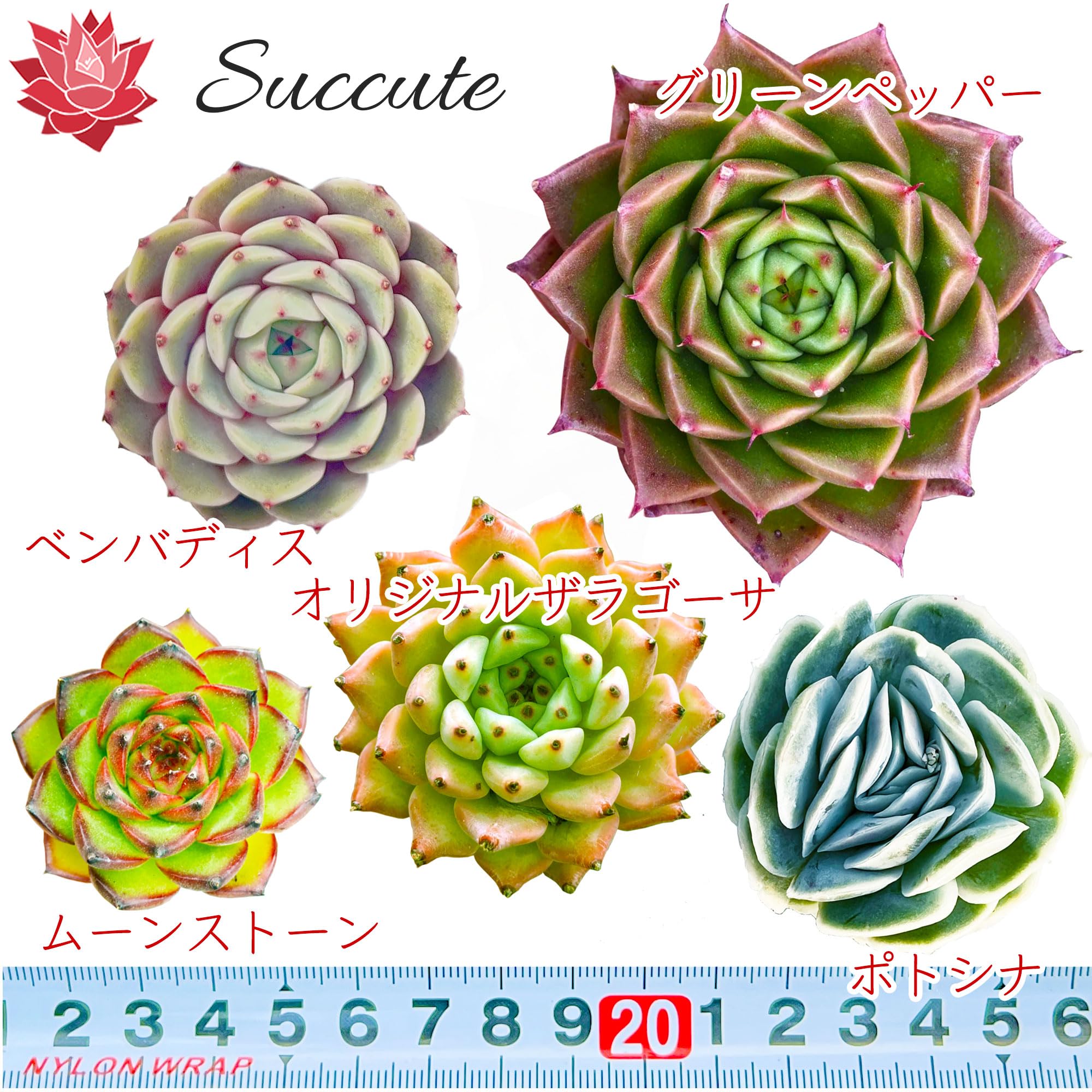 ☆多肉植物 エケベリア 韓国 S366ベンバディス19個