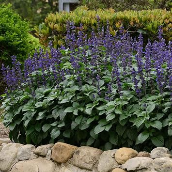 Eden Brothers Sage Seeds - Big Blue