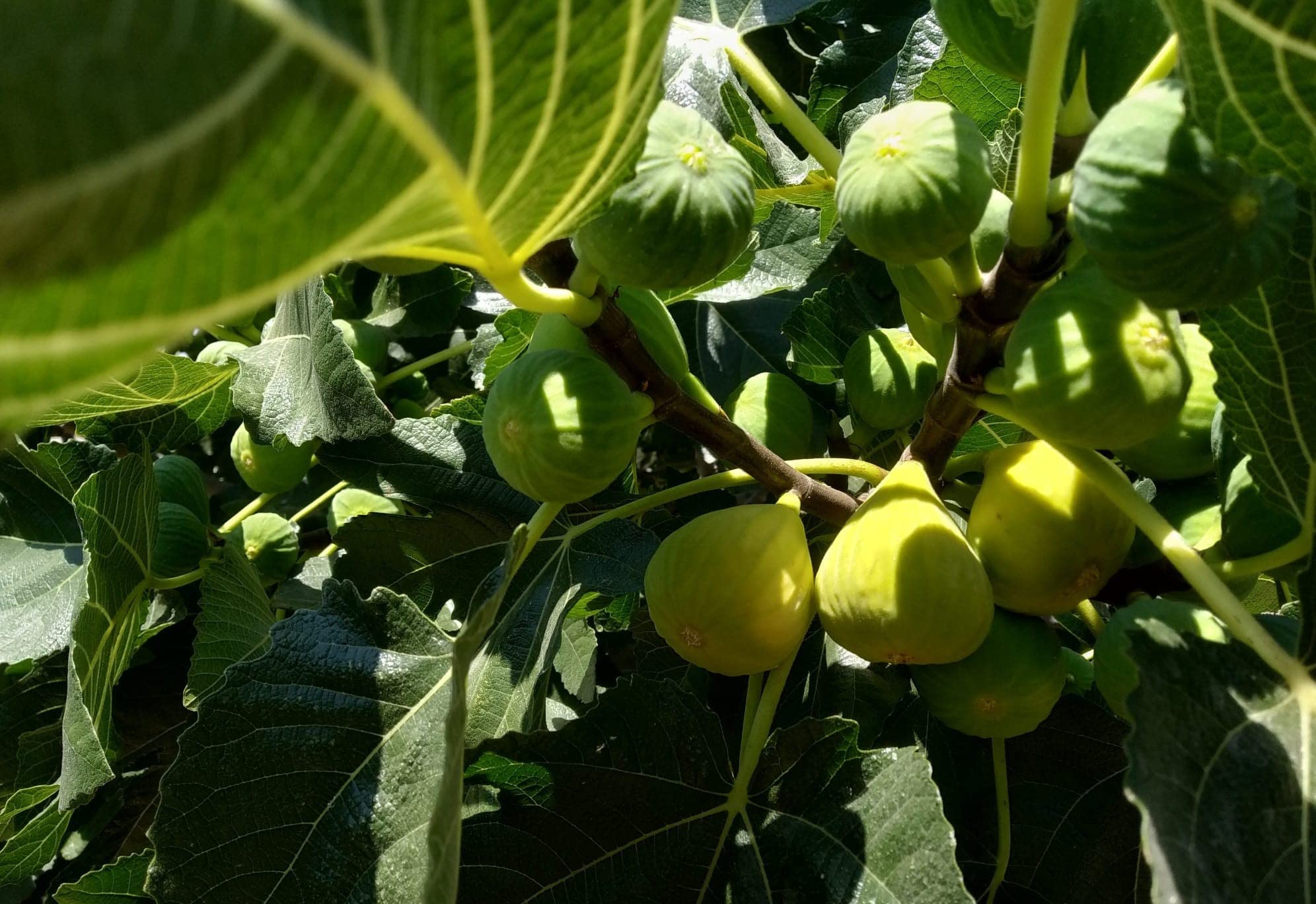 Manolhigos | Barritas de higo con almendras | Barritas energéticas naturales | Higos 100% naturales | Sin azúcares añadidos | 25%+ de almendras enteras | Almendras de España | Pan de higo (250 gramos)