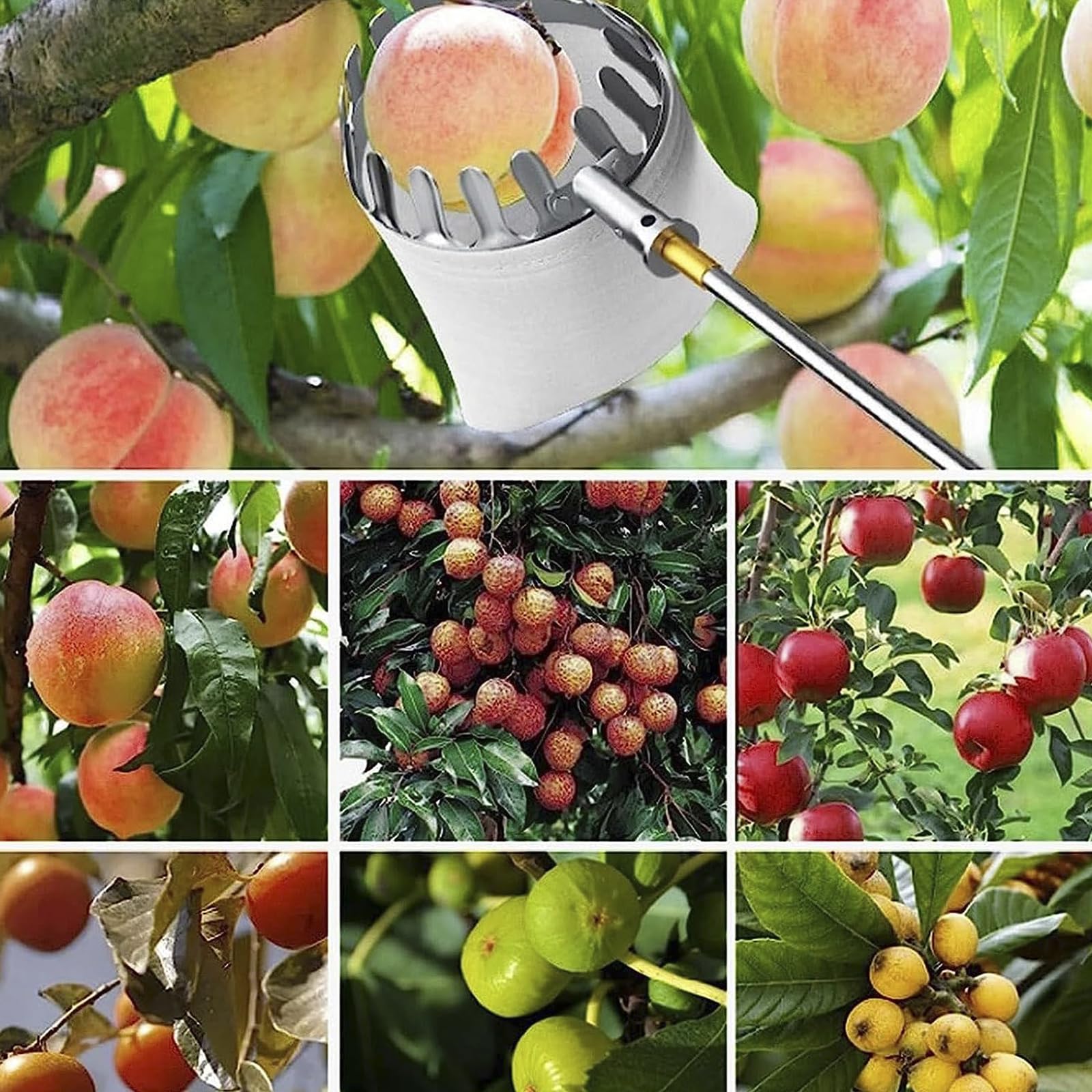 Raccogli Frutta,Raccoglitore Frutta Leggero con Asta di Estensione in Acciaio Inossidabile,Strumento per Raccogliere Frutta per Mela Pera Limone Avocado Arancia e più Frutta,1.6M/5.2FT