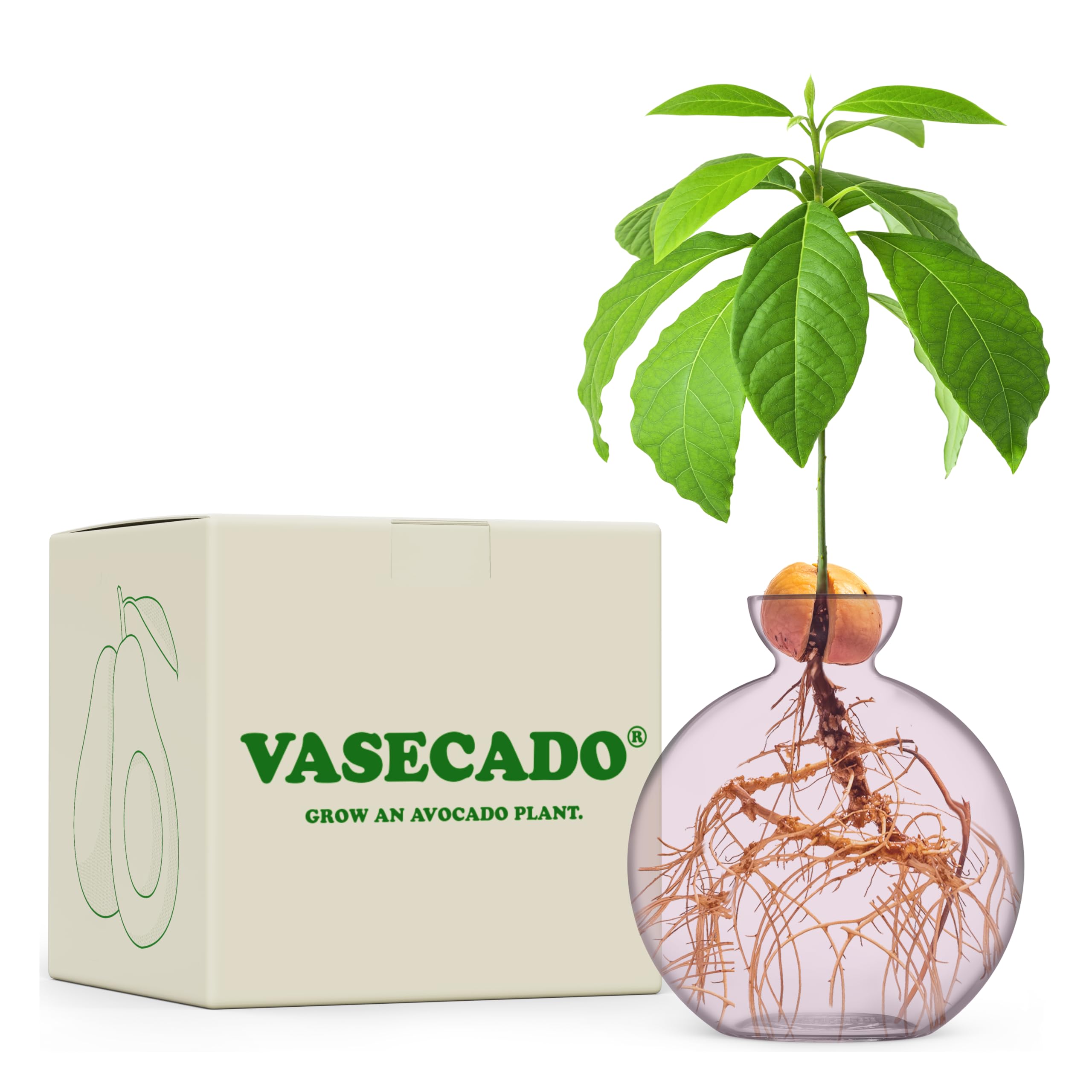 Vasecado Avocado Blush Avocado Seed Vase For Avocados (Avocado Blush)