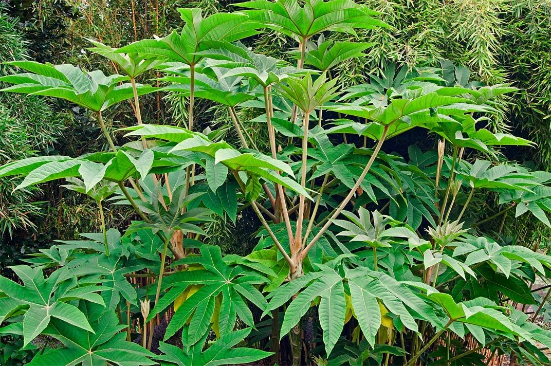 Genipap 5pcs Tetrapanax papyrifera Steroidal Giant Plant Seeds Amazon.co.uk Garden