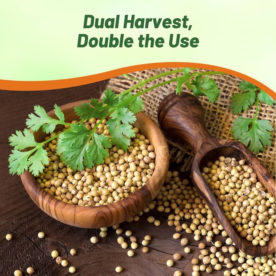 Semillas De Cilantro Orgánico - Más De 200 Semillas | Cultivadas En 2020, Alta Germinación | Hierba Aromática