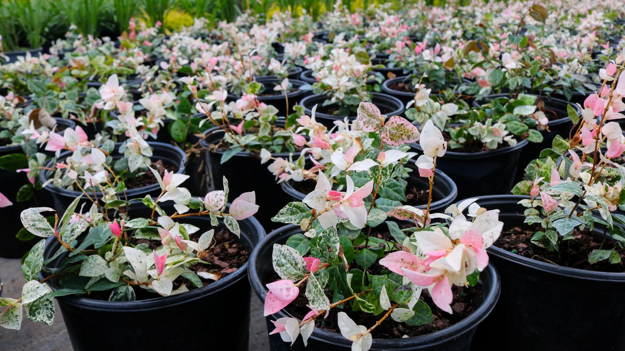 Amazon.com : American Plant Exchange Snow & Summer Jasmine – 6