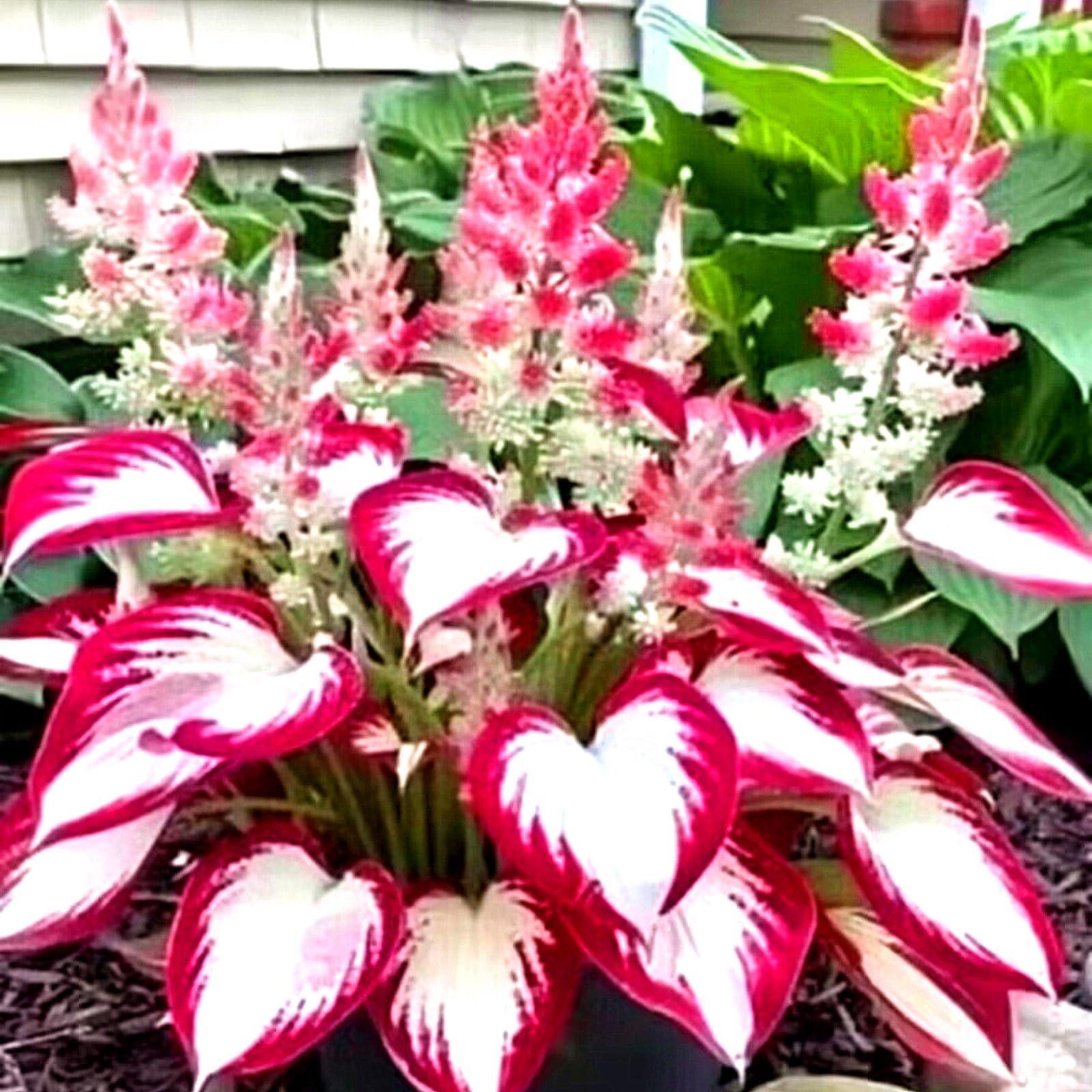 Hosta – Low Maintenance Perennial – Ideal for English Gardens,Hardy Perennial, Plants UK, Excellent Display-6bulbs-C — image 1