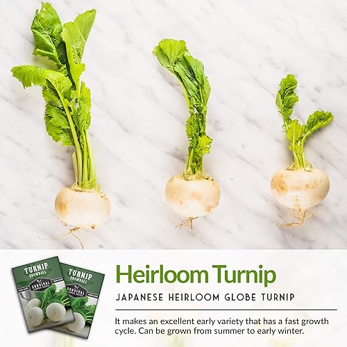 Miniatura 4 de Survival Garden Seeds - Semillas de bola de nieve de nabo para plantar - 2 paquetes con instrucciones para plantar y cultivar vegetales de raíz y