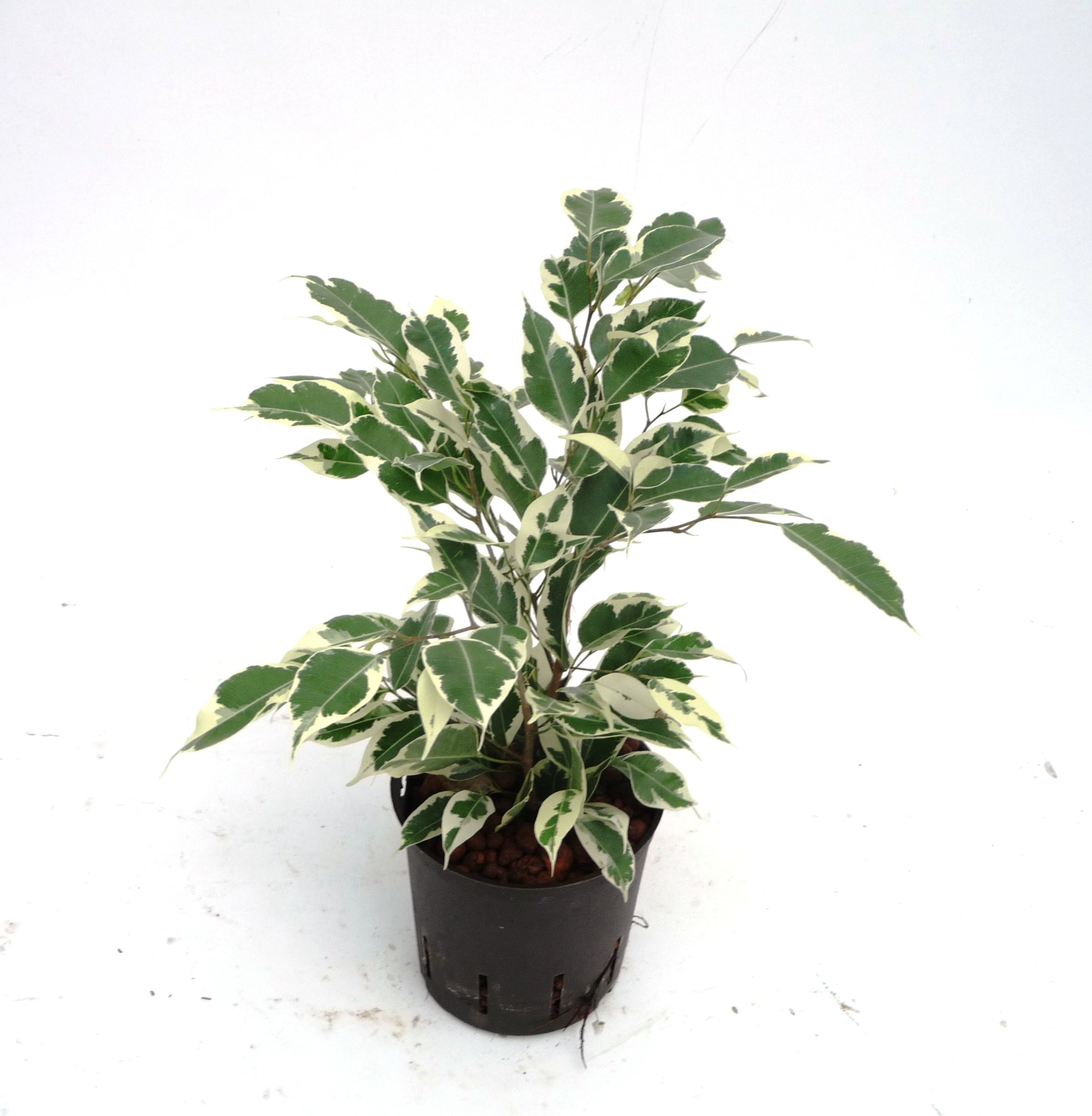 bonsai schere bauhaus Klassische Bonsai Schere für Anfänger main image 1