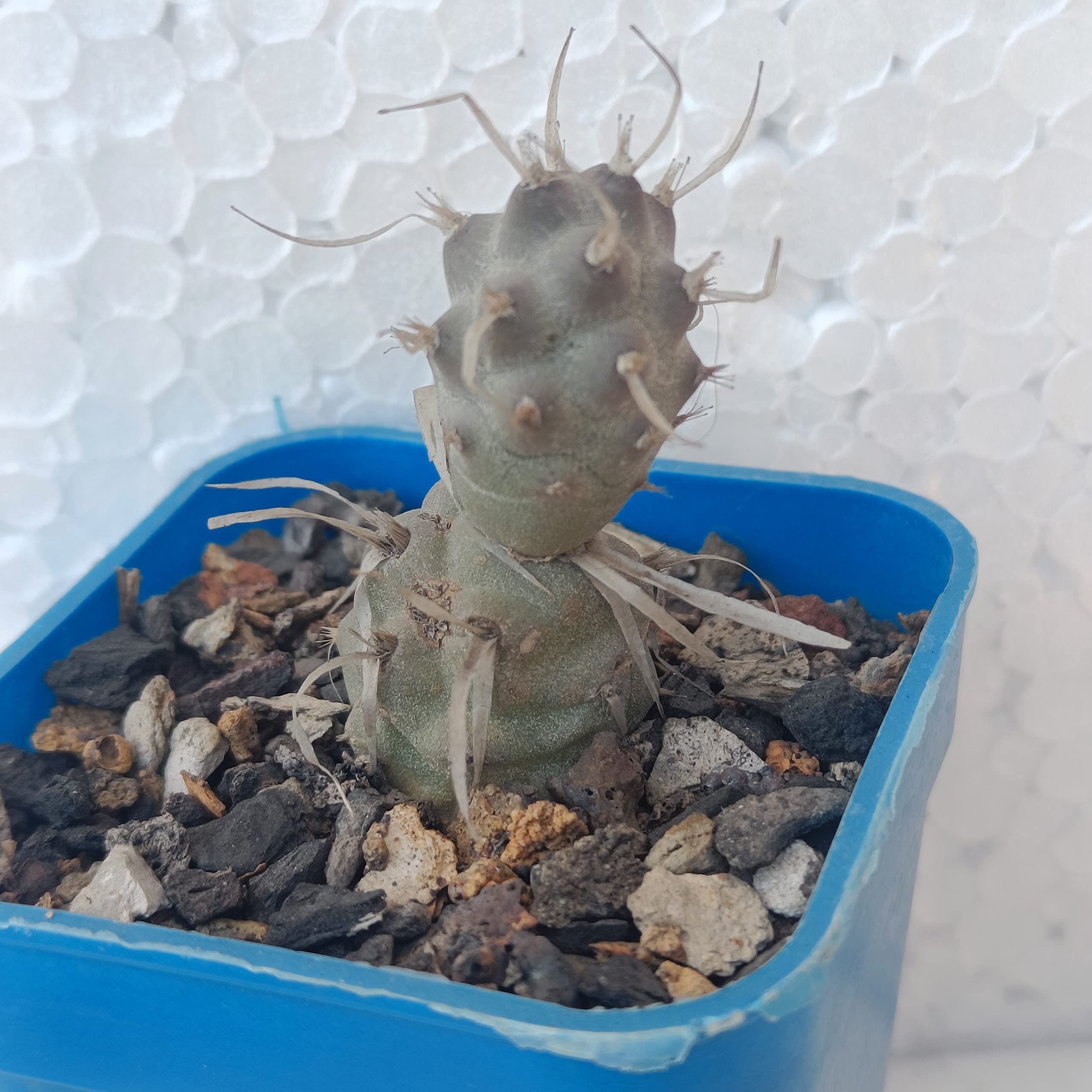 PASSION GARDEN/TEPHROCACTUS PAPYRACANTHUS (PAPER SPINES) (LIVE CACTUS PLANT) (B0BSH9SFBV) Amazon Price History, Amazon Price Tracker