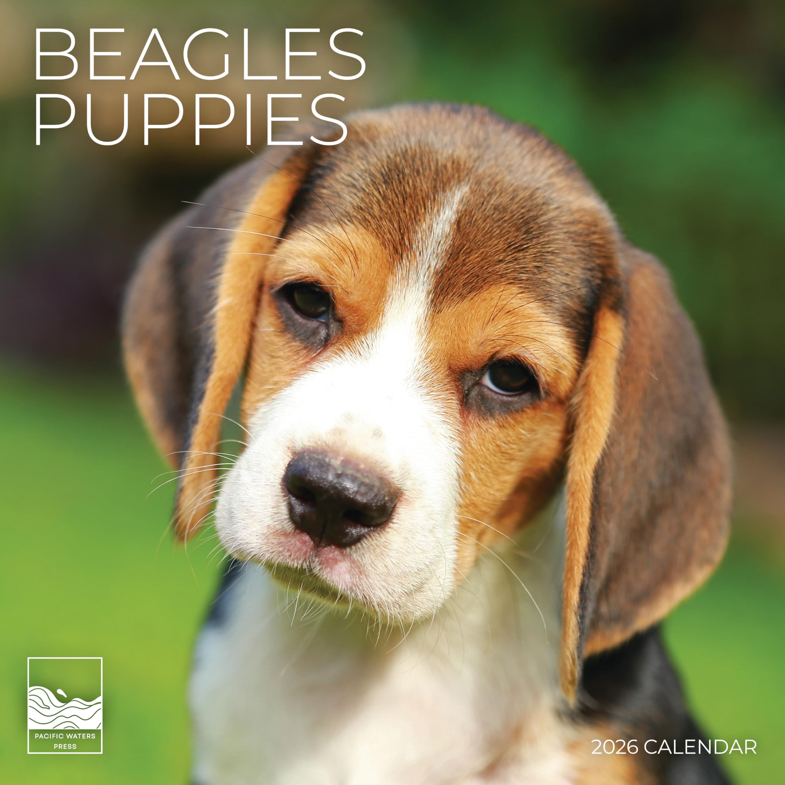 Beagle Puppy 2026 Wall Calendar | 12" x 24" Open | Dog Calendar Photography Thick & Sturdy Paper for Planning | Office Kitchen Decor or Gift | Pacific