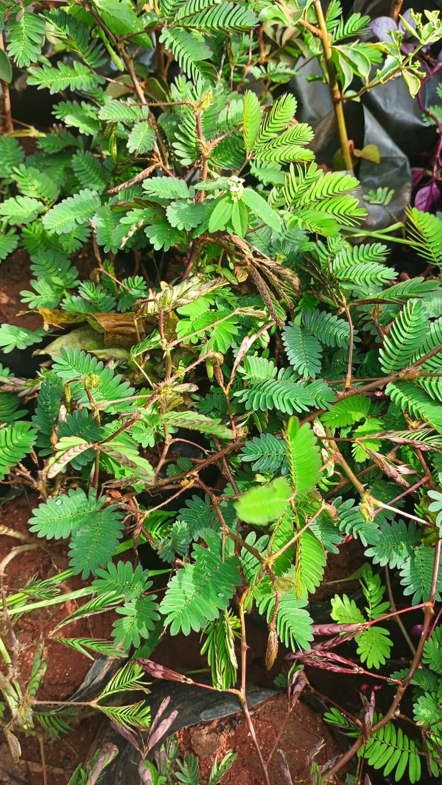 See full amazon price history chart for Anuraj farms Sensitive Plant, Touch Me Not Plant, Shame Plant, Mimosa Pudica, Lajwanti, Chui Mui, And Sleepy live Plant Anuraj farms Sensitive Plant, Touch Me Not Plant, Shame Plant, Mimosa Pudica, Lajwanti, Chui Mui, And Sleepy live Plant (B0D8PX54S4) Amazon Price History, Amazon Price Tracker