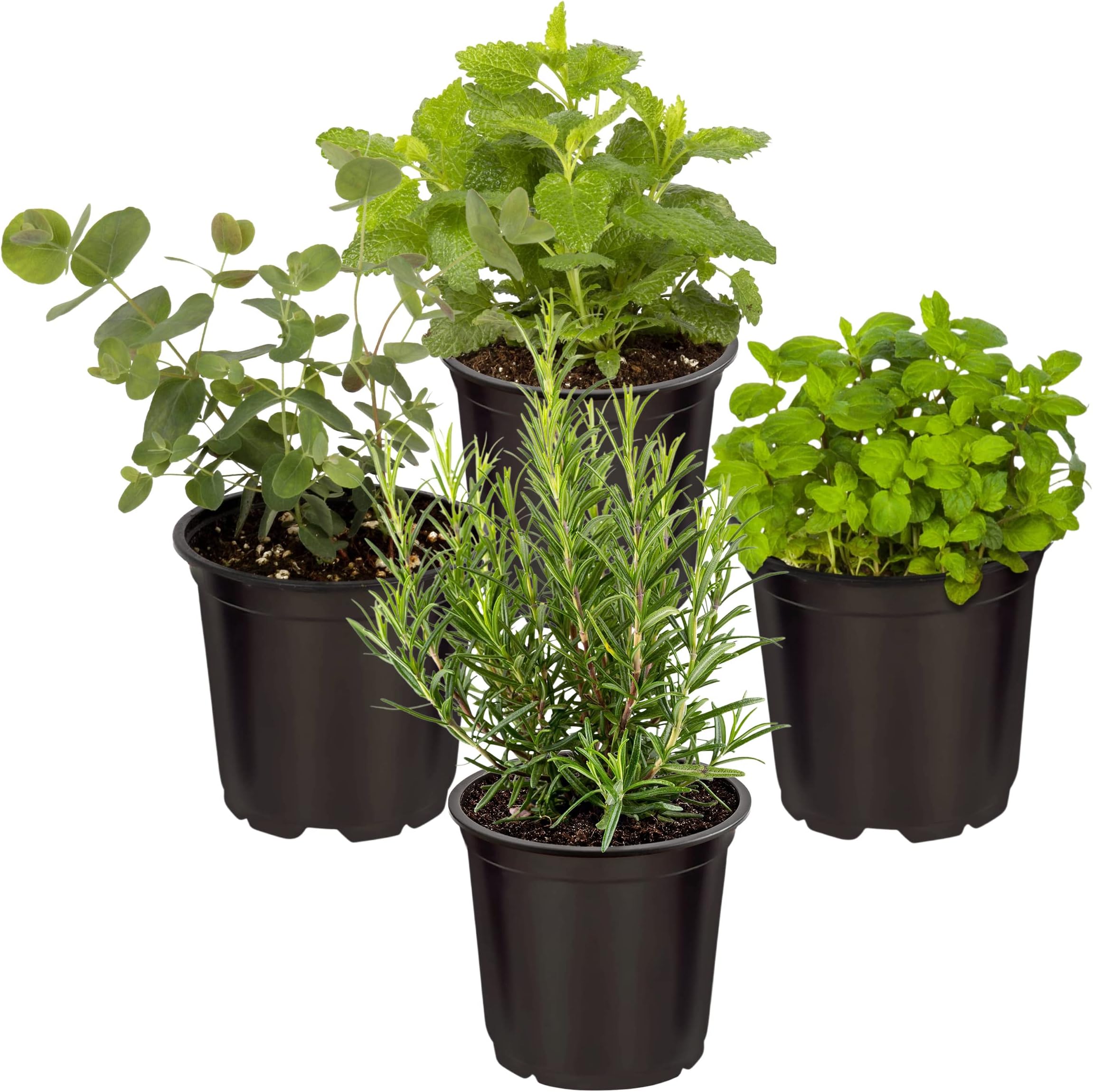 Live Aromatic and Edible Herbs - Assorted Varieties (4 Per Pack) - Lemon Verbena, Eucalyptus, Mint, Lavender - 6" Tall by 3" Wide in 1 Pint Pot