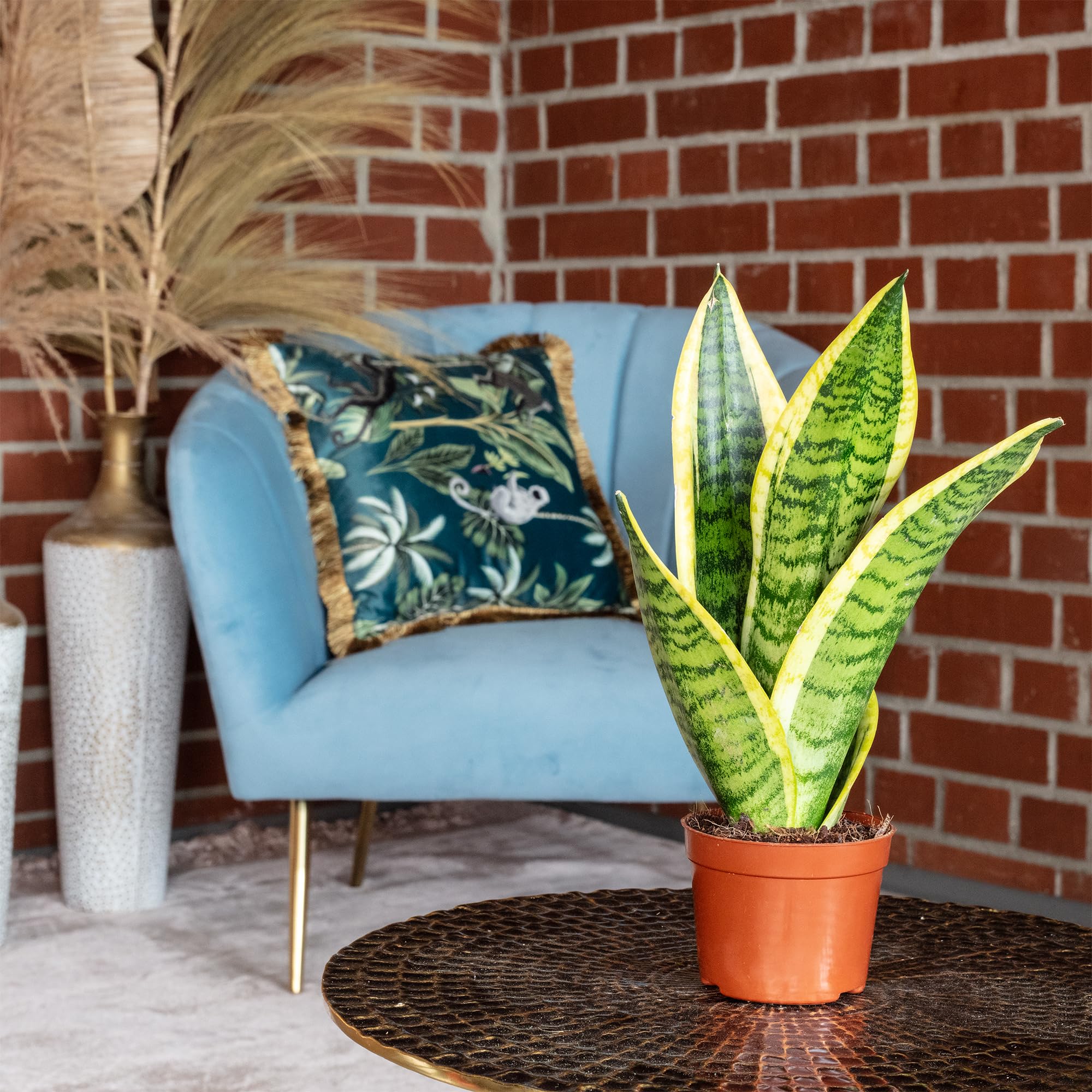 Bogenhanf - pflegeleichte Zimmerpflanze, Sansevieria trifasciata Superba -  Hhe ca. 30 cm, Topf- 9 cm : Amazon.de: Garten