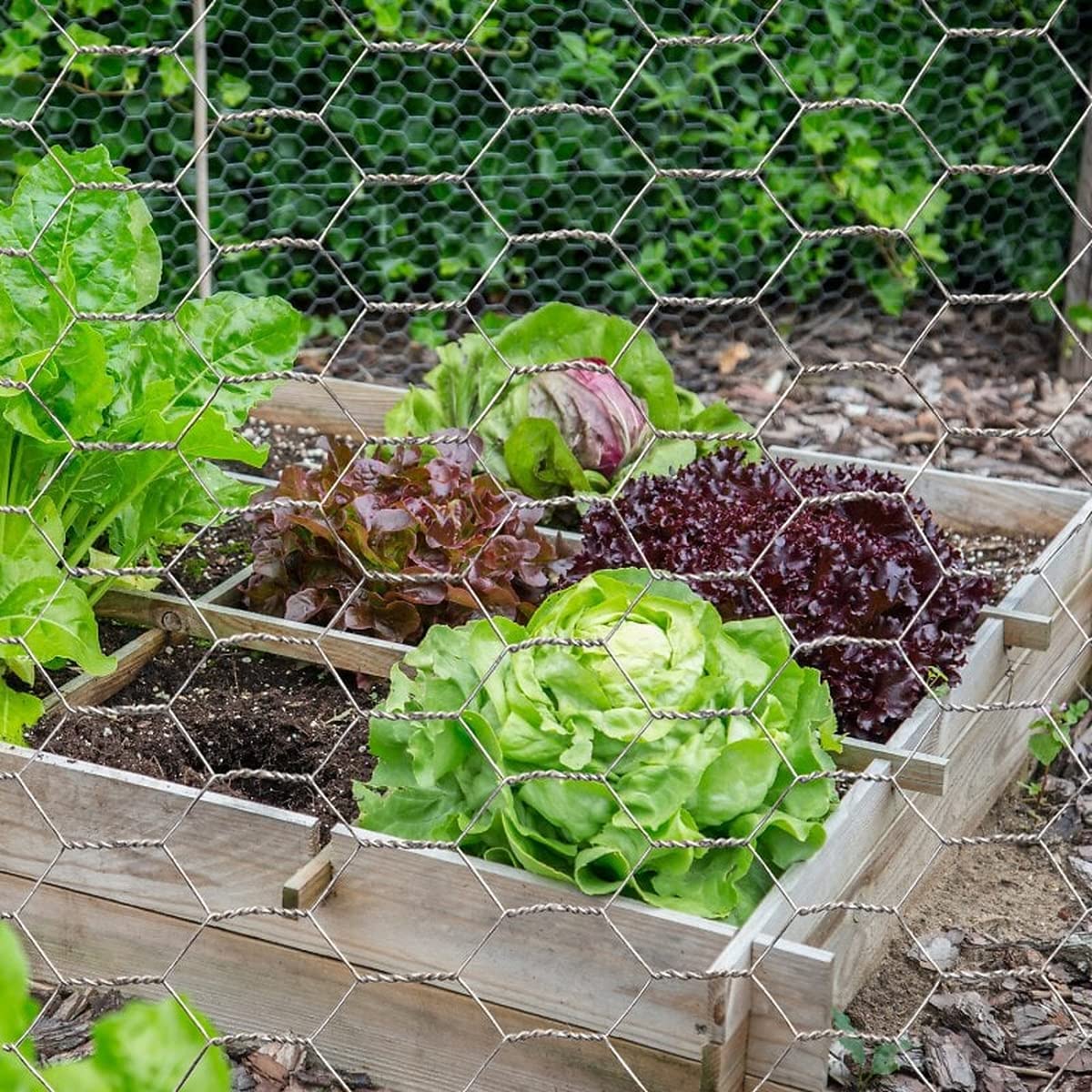 Grillage à poules, lapins, potager - 0,5 x 10 m - Galvanisé - triple torsion - Maille hexagonale 25mm - Diamètre fil 0,7mm - Maille souple pour enclos, élevage, volière
