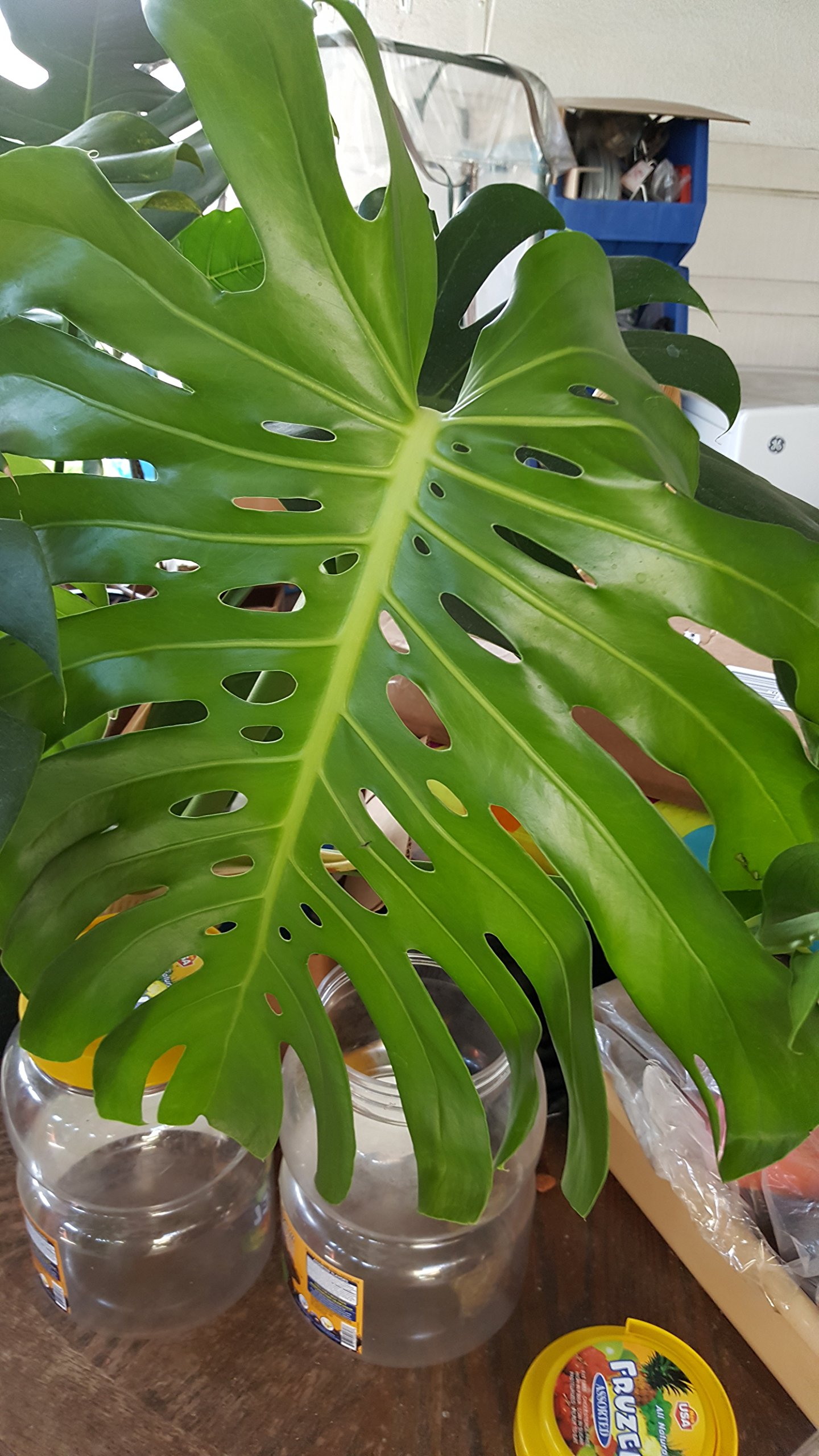 Amazon.com : 9EzTropical - Philodendron Split Leaf Monstera deliciosa  Folage Plant - 1 to 2 Feet Tall - Ship in 1 Gal Pot : Patio, Lawn & Garden