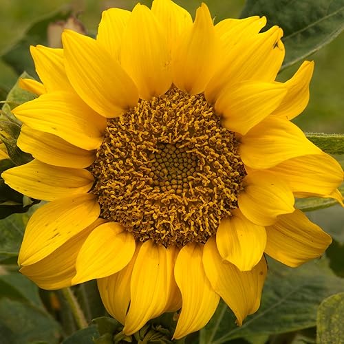 Miniatura 2 de Seed Needs, Semillas de girasol de manchas solares enanas 80 semillas tradicionales para plantar Helianthus annuus Atrae mariposas y