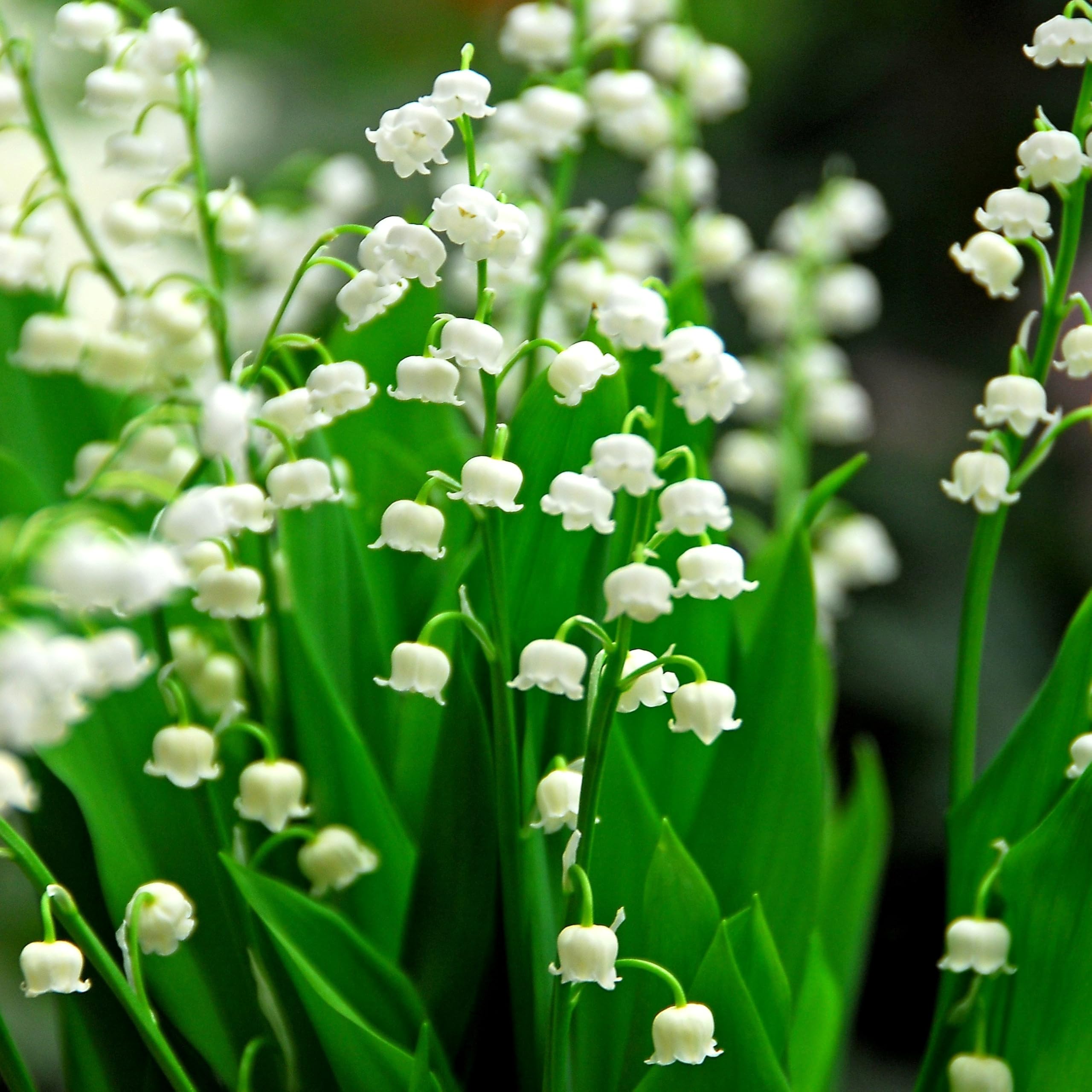 Plant Theory 9cm Pot Convallaria Majalis Lily-of-The-Valley Perennial