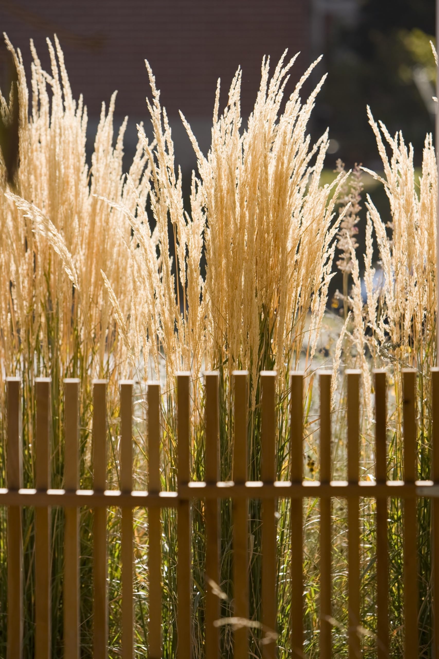 Stauden Gänge 10 x Calamagrostis x acutiflora 'Karl Förster' Reitgras | Hohes Ziergras für Sonne bis Halbschatten, Blüte Juni bis August, mehrjährig, 1 L Topf (11x11 cm)