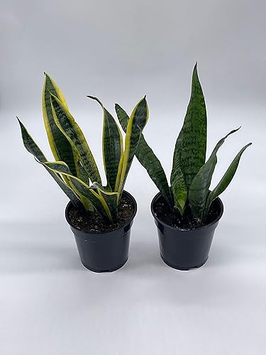 Miniatura 3 de BubbleBlooms Snakeplant - Paquete variado de 2 plantas de serpiente diferentes en macetas de 4 pulgadas, Dracaena trifasciata