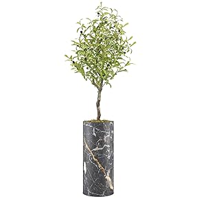 SIGNWIN Olive Tree with Black, White & Gold...