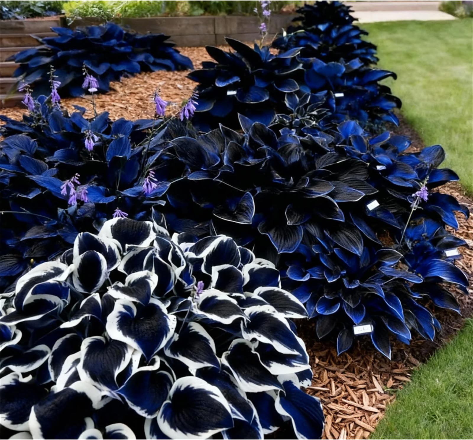 Now UK, Hosta Bulbs for Planting, Garden Displays, Wedding Flowers, Professional Planting, Resistant, Brilliant, Garden Flowers,-8bulbs-b