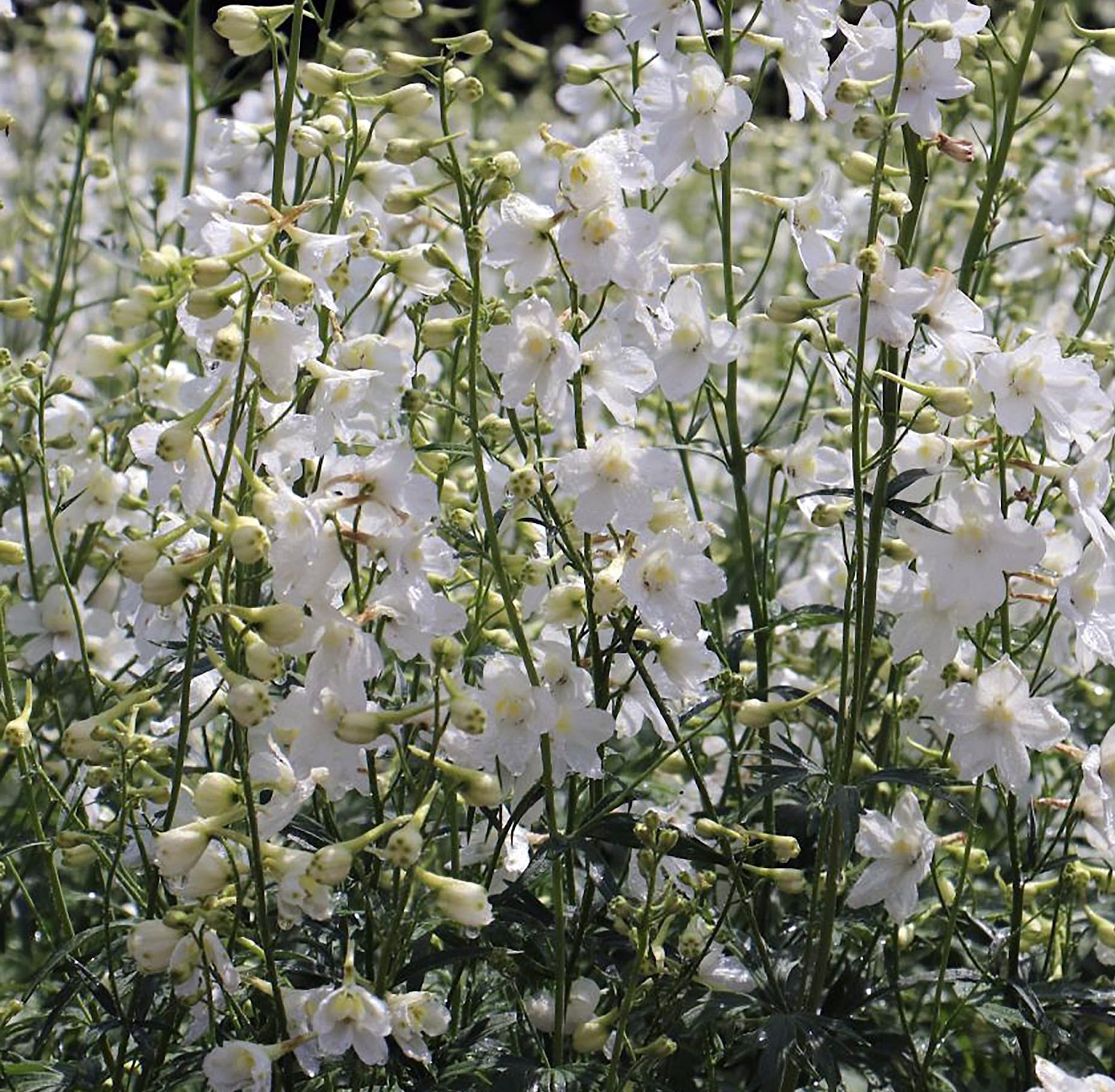 6 x Pied d'Alouette belladone 'Casablanca' - Delphinium 'Casablanca' - Godet 9x9cm - Fleurs blanches, massifs lumineux