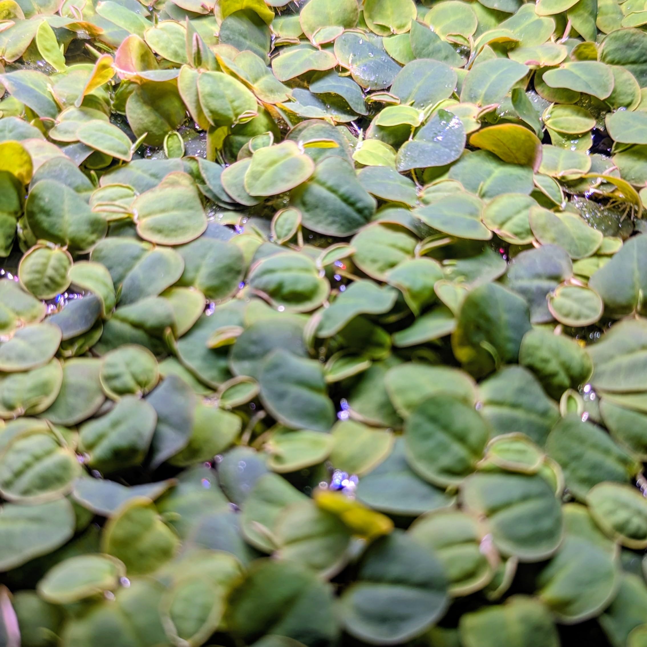 Red Root Floater, Phyllanthus Fluitans, Floating Aquarium Plant, Fast-Growing (200)