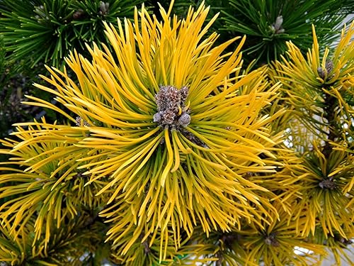 Golden Dwarf Mugo Pine - Pinus mugo 'Amber Gold' Planta viva de 2 años