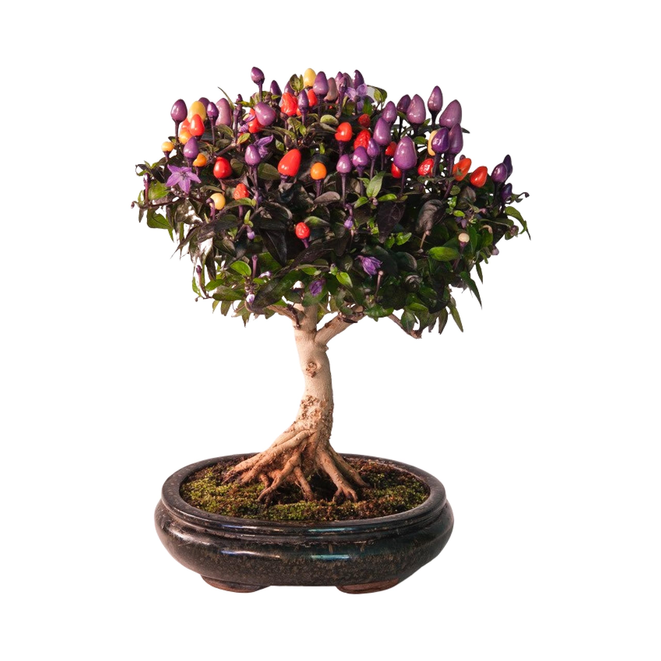 Bonsai Pepper Seeds, Bonsai Chili Samen. 3 Samen : Amazon.de: Garten