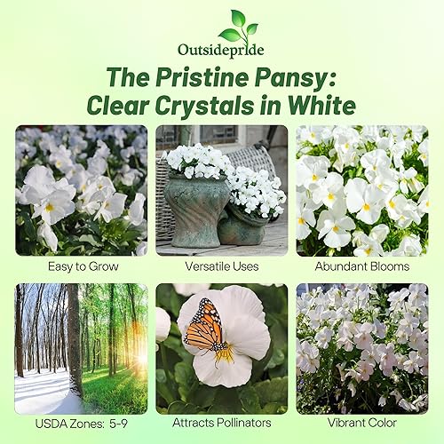 Miniatura 2 de Outsidepride Semillas de pensamiento de viola blanca cristalina para plantar, 2000 piezas. Flores bienales, resistentes al frío y aptas para
