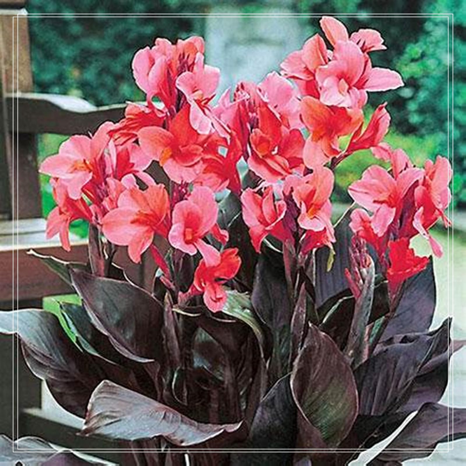 Canna Lily Grow Fast. Exotic, Canna Lily Easy to Plant, Canna Lily Bulbs Mix Flowering, Canna Lily Tubers, Canna Lily Hardy Perennial,Canna Plants UK, Excellent Display, 4bulbs-J
