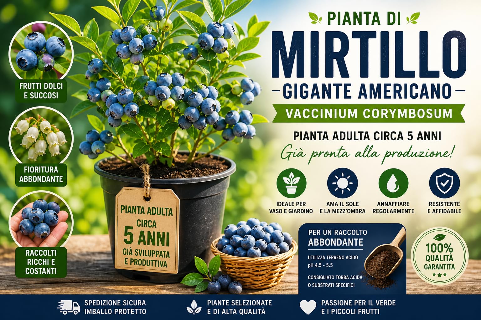 Pianta di Mirtillo Gigante Americano (Vaccinium corymbosum) – Pianta Adulta circa 5 Anni in Vaso – Varietà Produttiva – Ideale per Giardino e Balcone