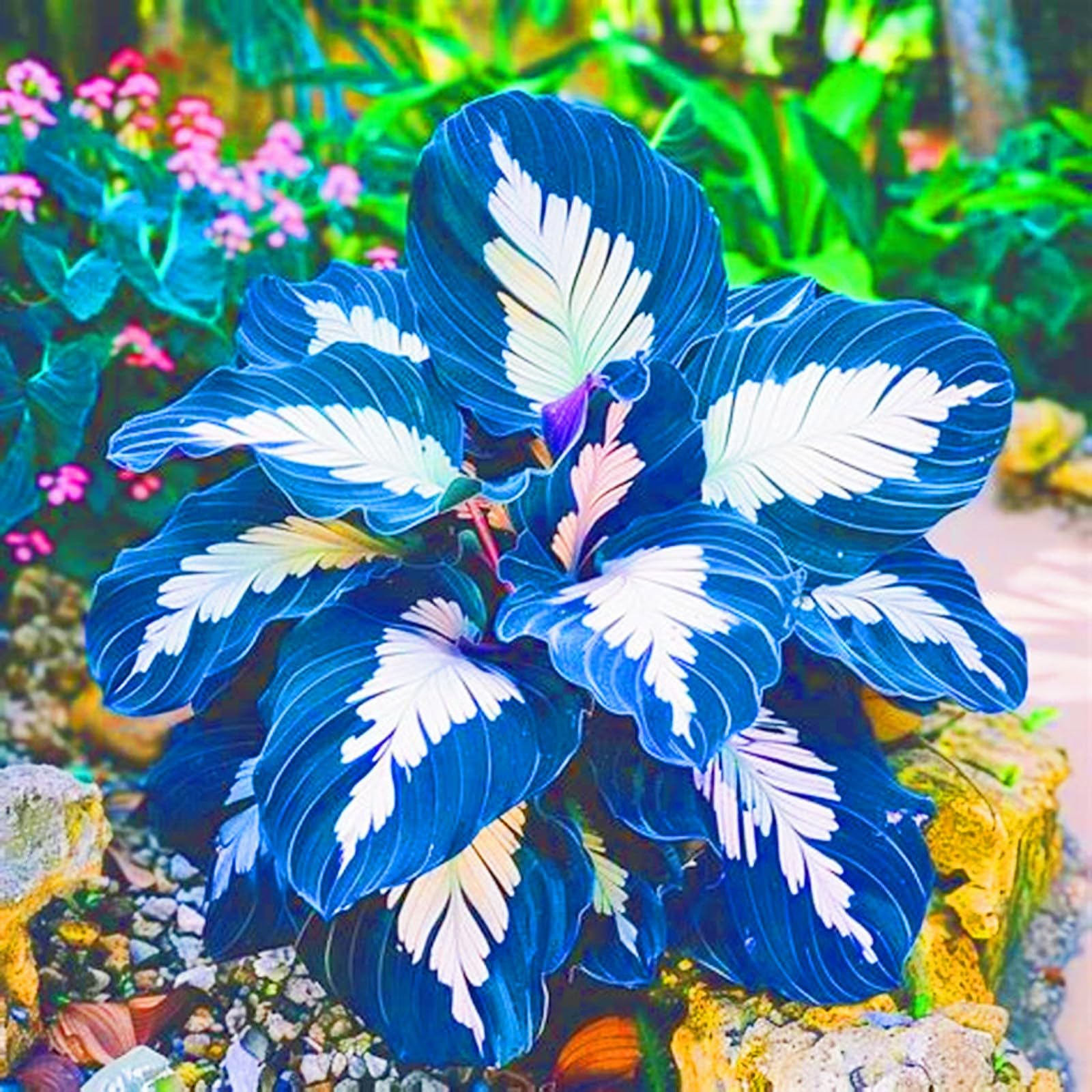 Bulbi Di Hosta Miste – Resistenti Al Freddo E Siccità, Rari E Facili Da Coltivare, 4 Rizomi Per Un Giardino Bellissimo E Colorato